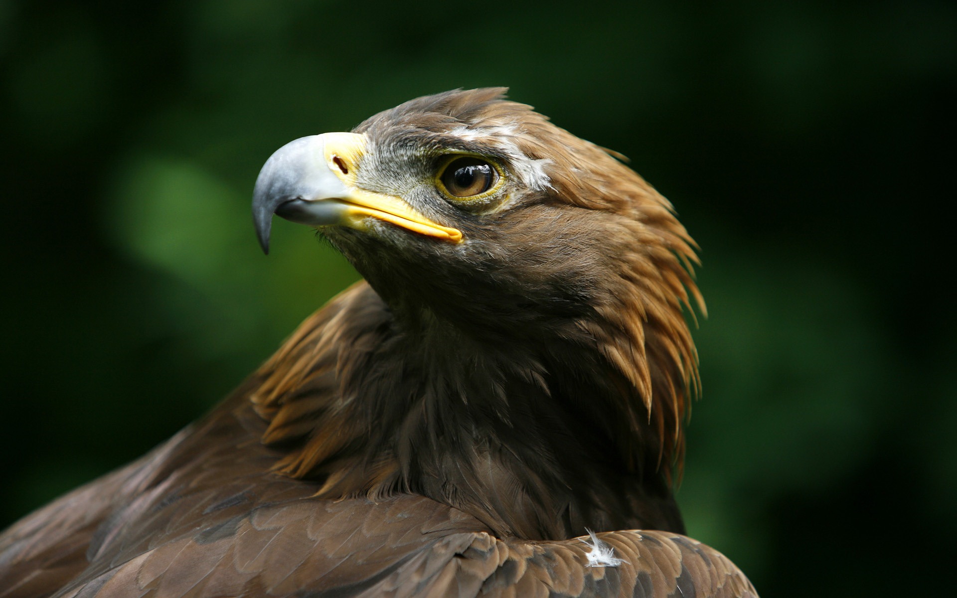 Windows 7 Wallpapers: Predatory Birds #11 - 1920x1200