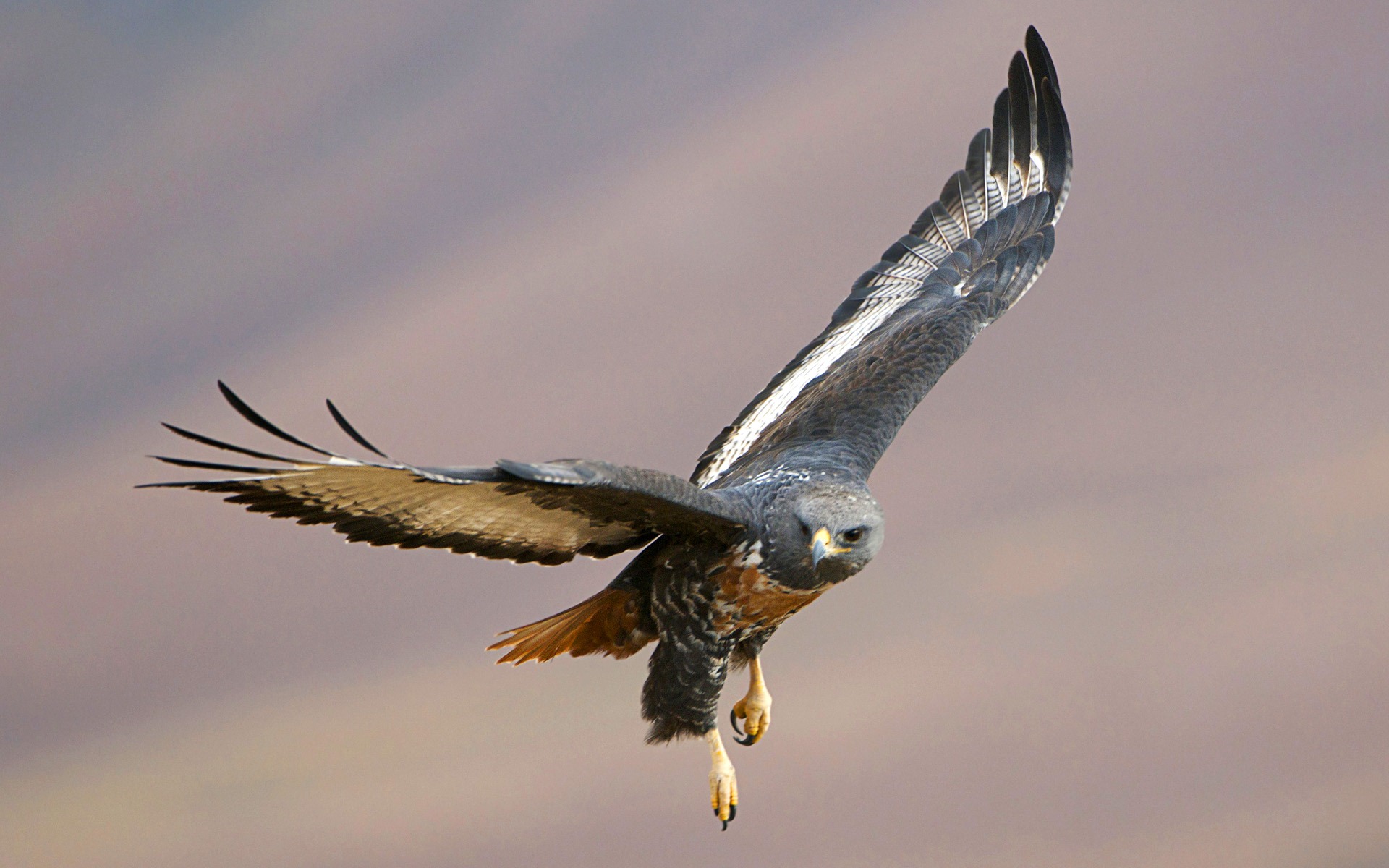 Windows 7 Wallpapers: Predatory Birds #16 - 1920x1200