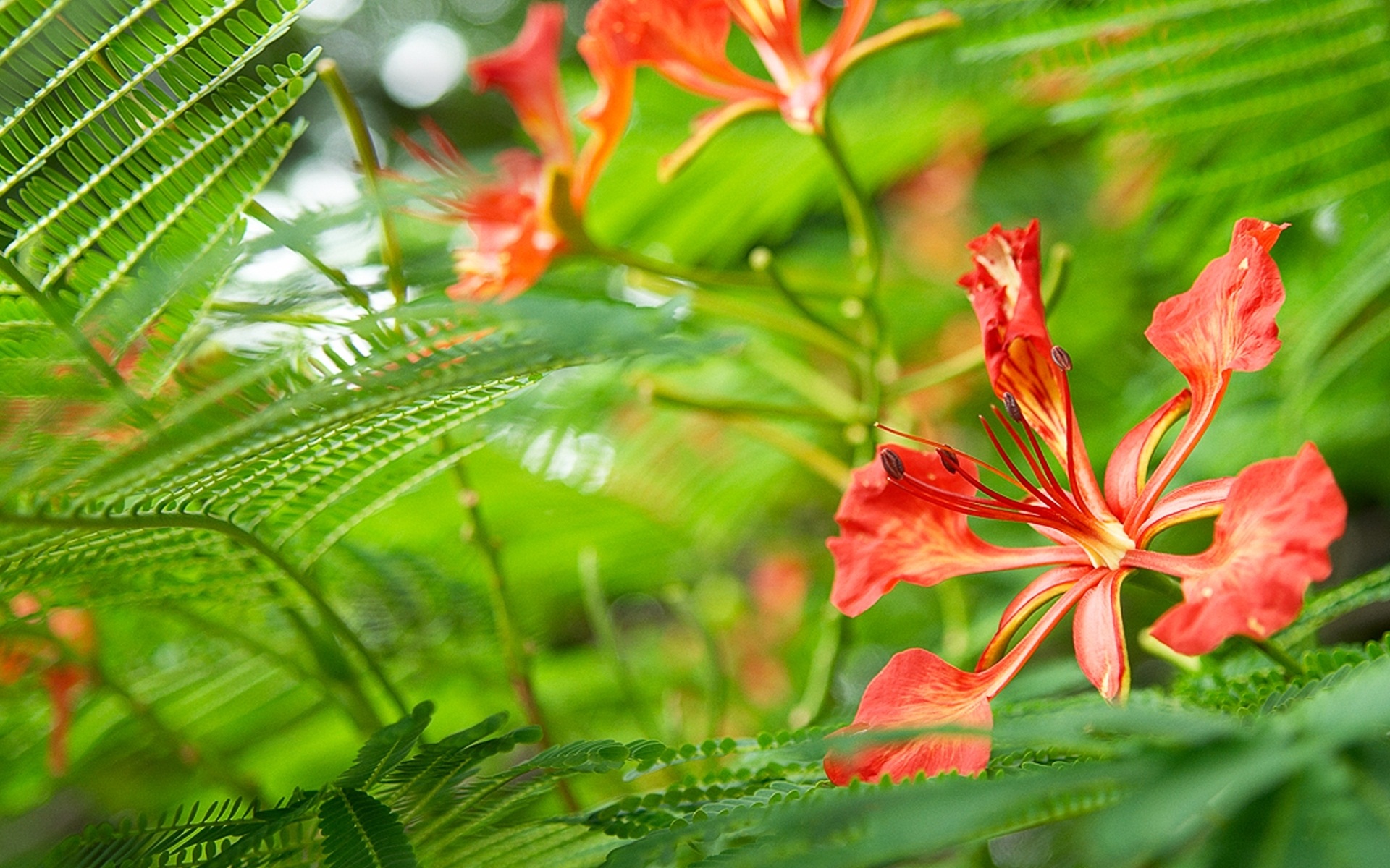 Windows 8 RP版 官方高清壁紙 #8 - 1920x1200