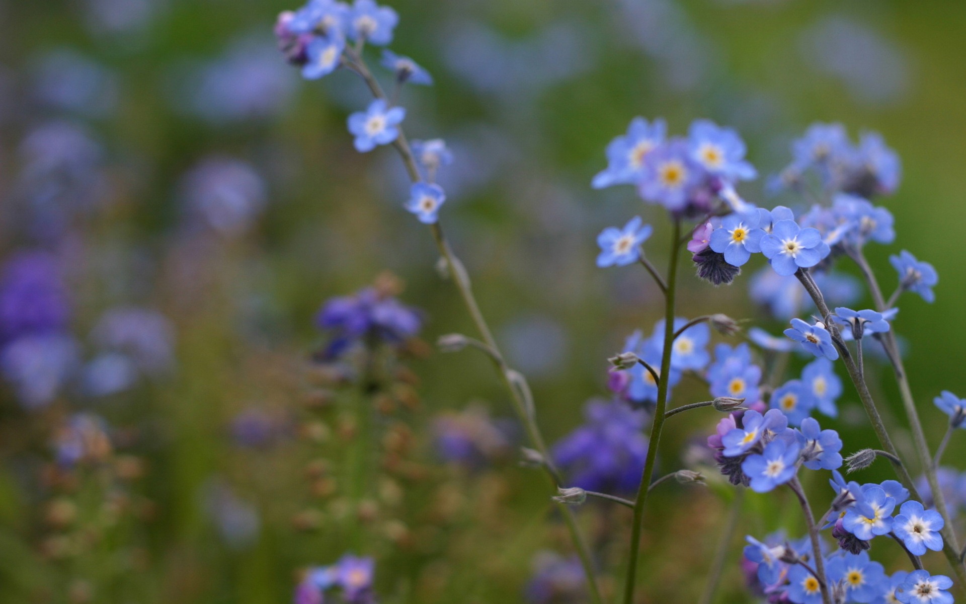 Small and beautiful forget-me-flowers HD wallpaper #11 - 1920x1200