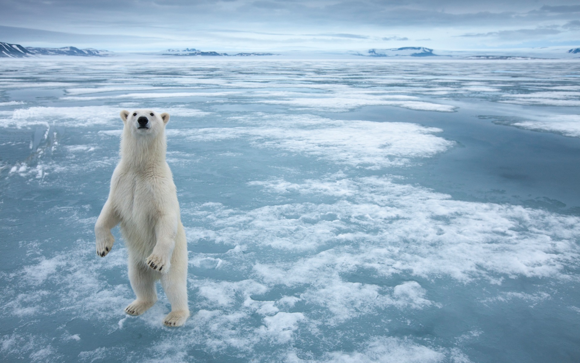 윈도우 8 배경 화면 : 북극의 자연 생태 경관, 북극 동물 #6 - 1920x1200