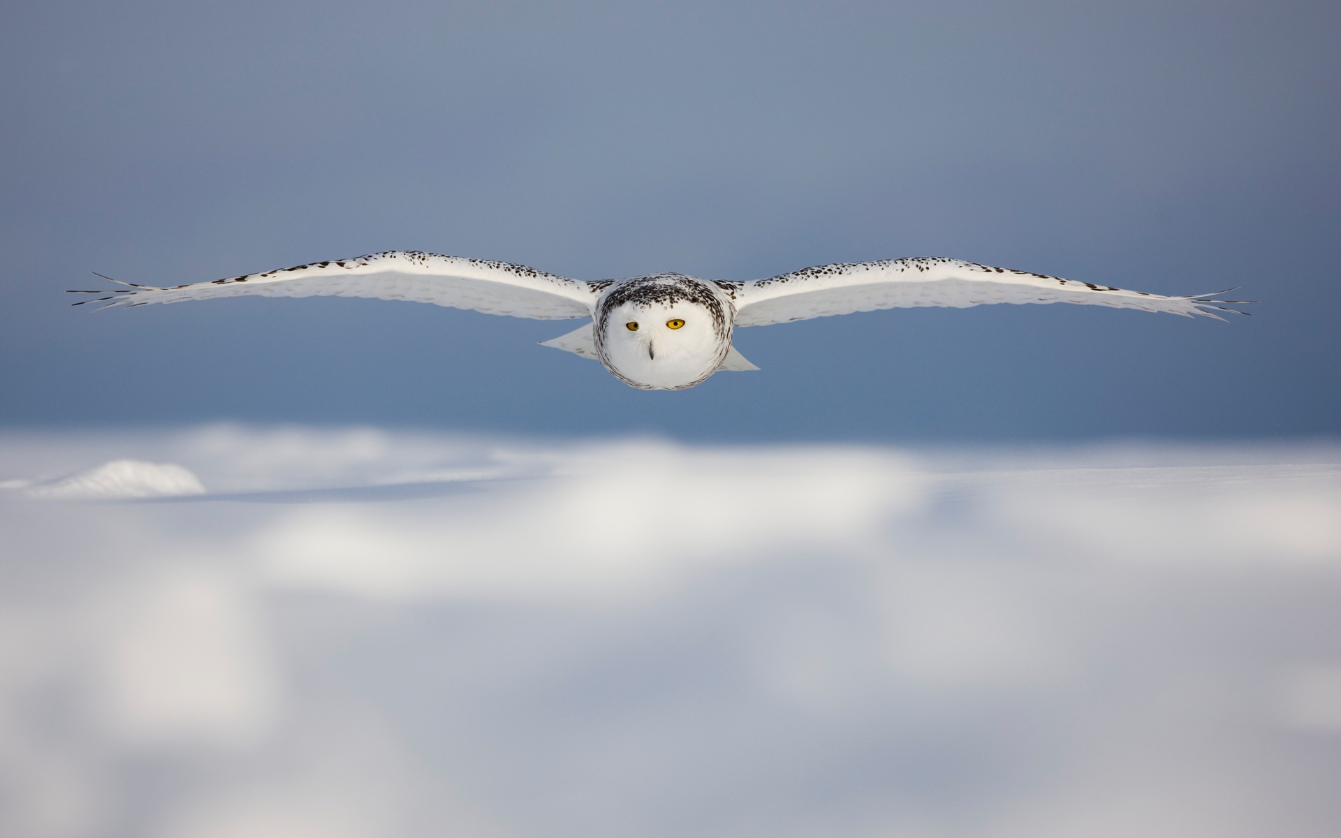 Windowsの8壁紙：北極、自然生態系の風景、北極の動物たち #12 - 1920x1200