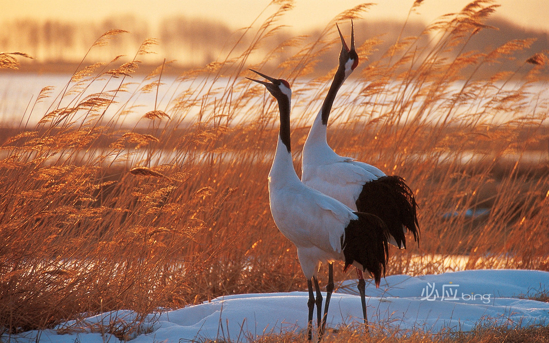 Bing selection best HD wallpapers: China theme wallpaper (2) #6 - 1920x1200