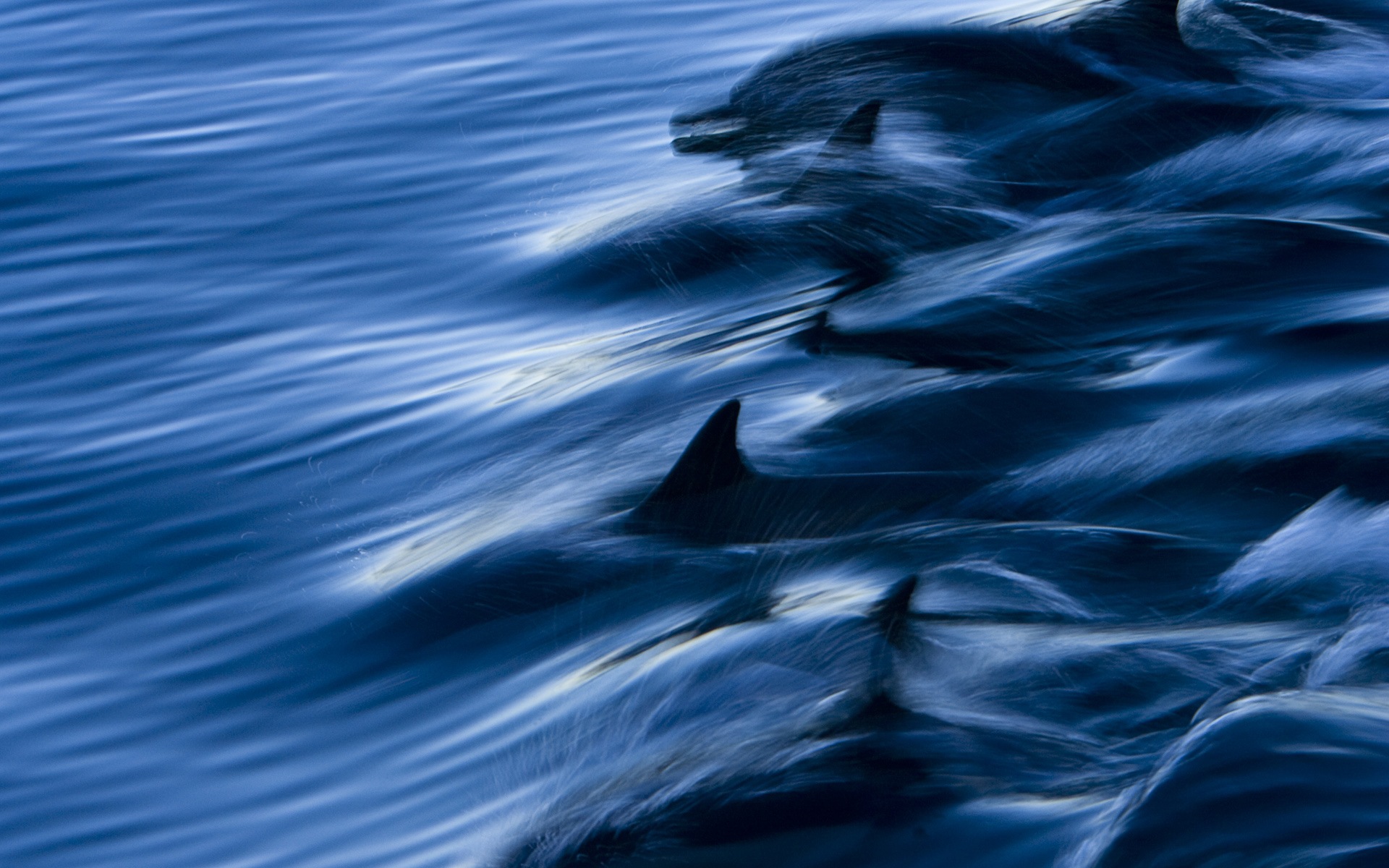 Windows 8 主題壁紙：優雅的海豚 #3 - 1920x1200