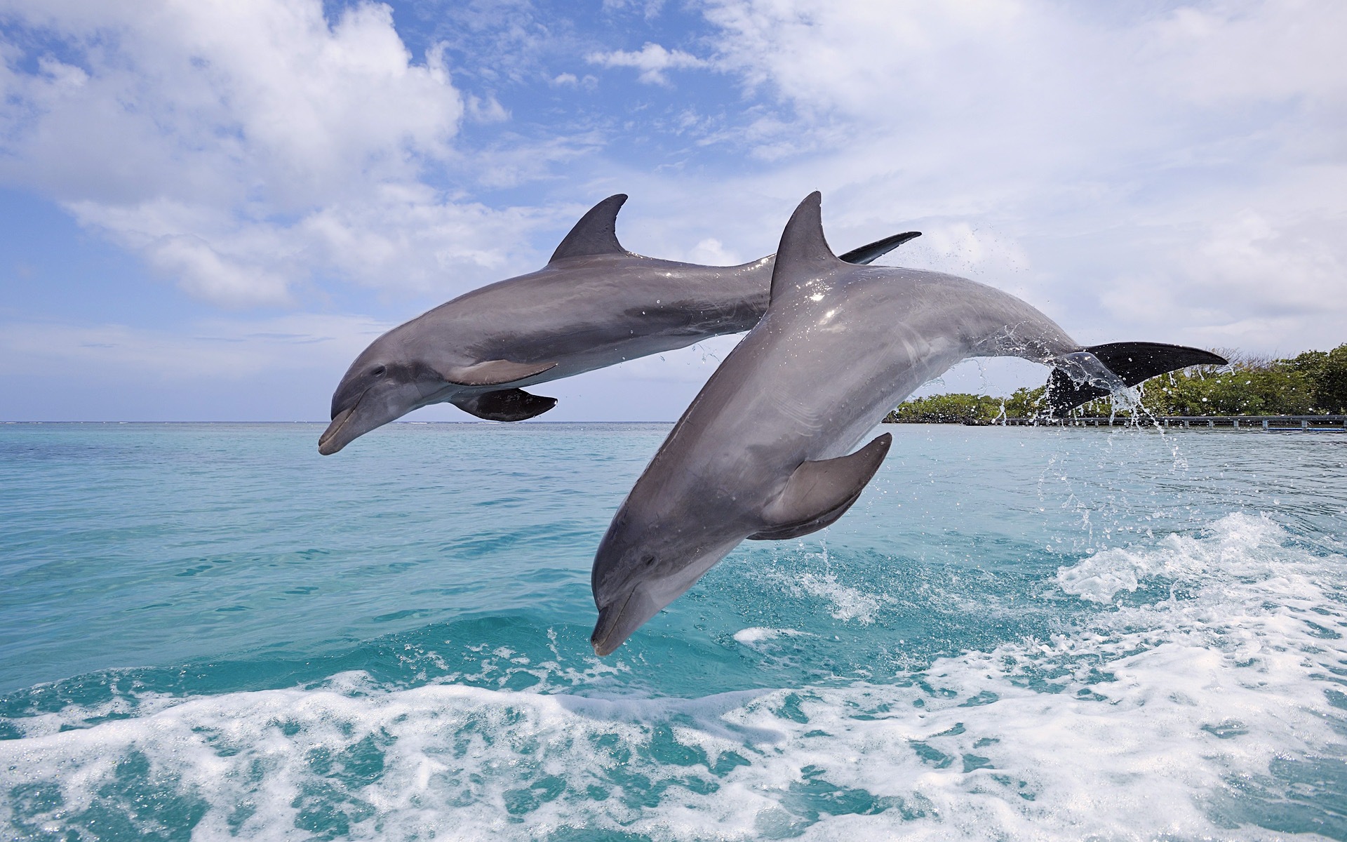 Fond d'écran thème Windows 8: les dauphins élégantes #6 - 1920x1200