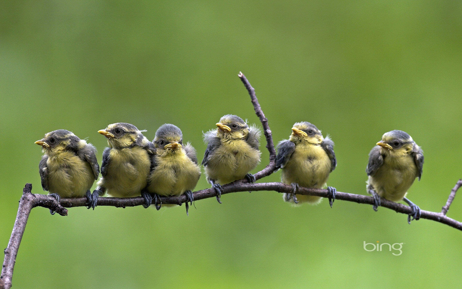 2013 Bing 必應官方動物和風景高清壁紙 #14 - 1920x1200