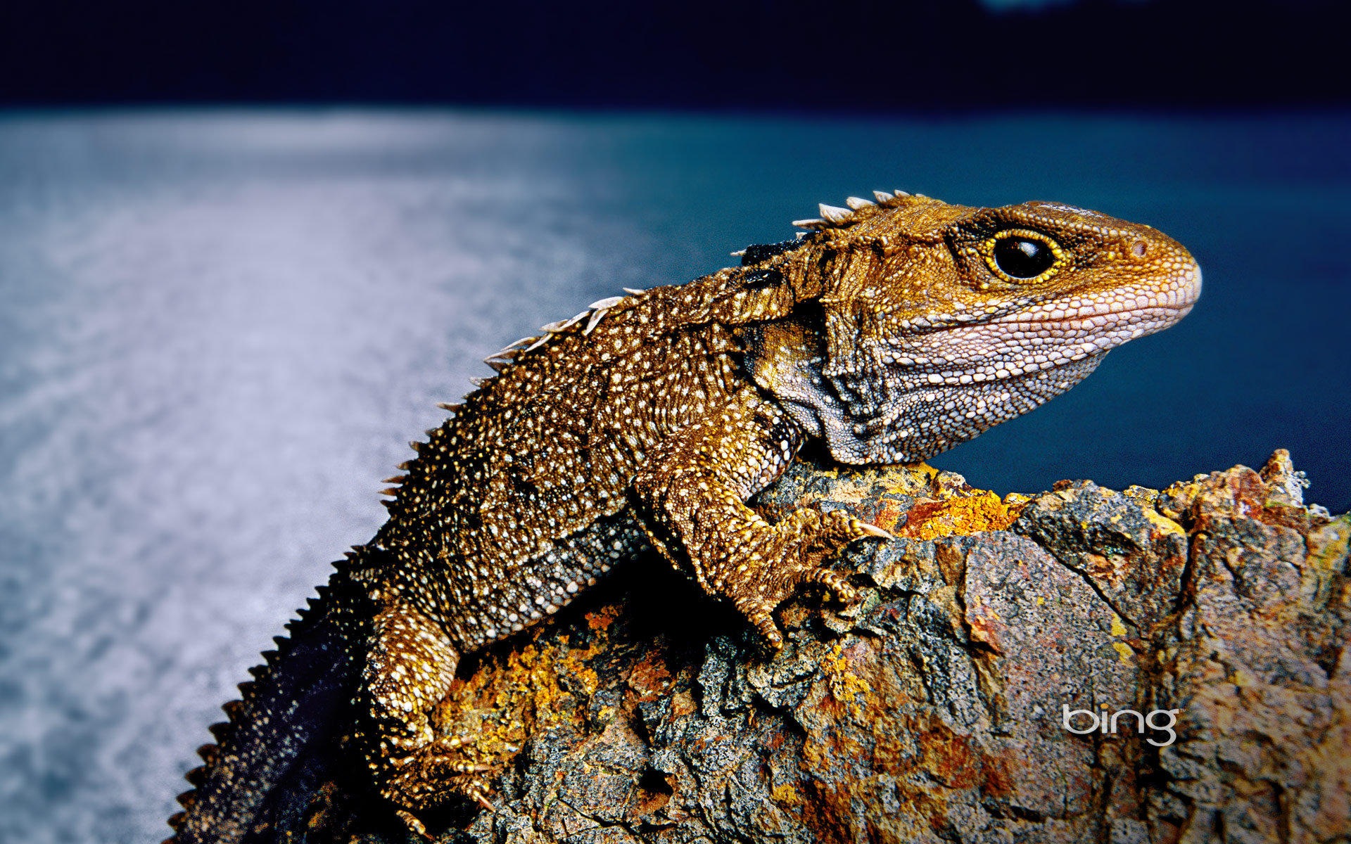 2013 Bing official animals and landscape HD wallpapers #20 - 1920x1200