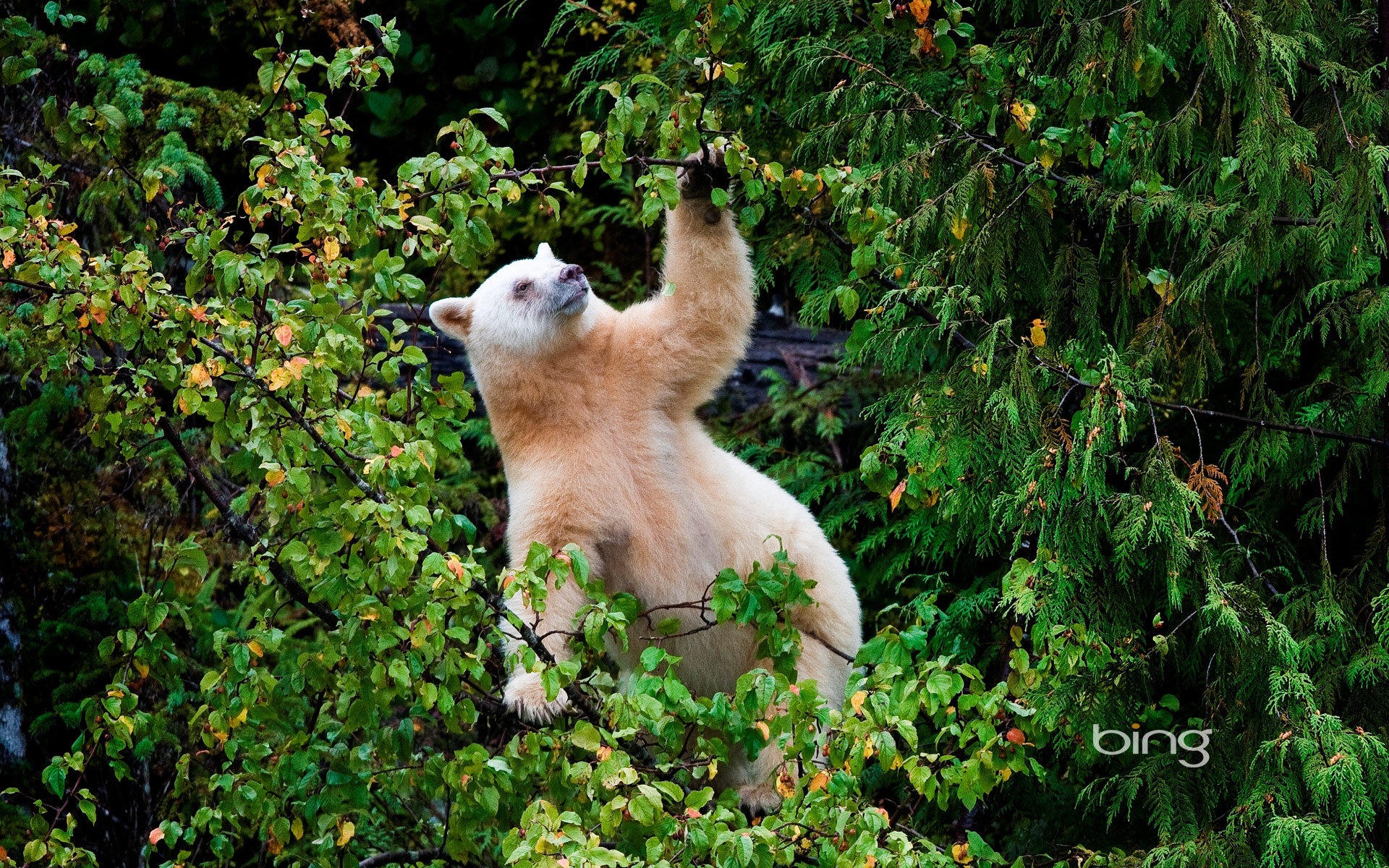 2013 Bing animaux officielles et fonds d'écran HD de paysage #26 - 1920x1200