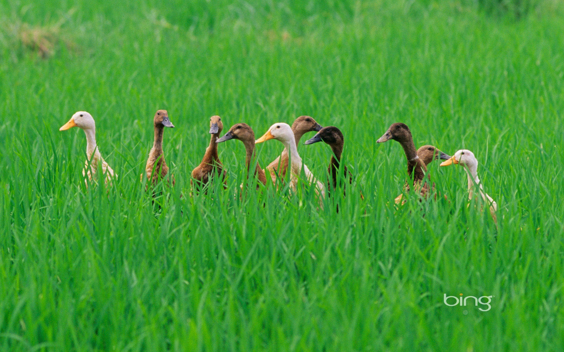 2013 Bing animaux officielles et fonds d'écran HD de paysage #30 - 1920x1200