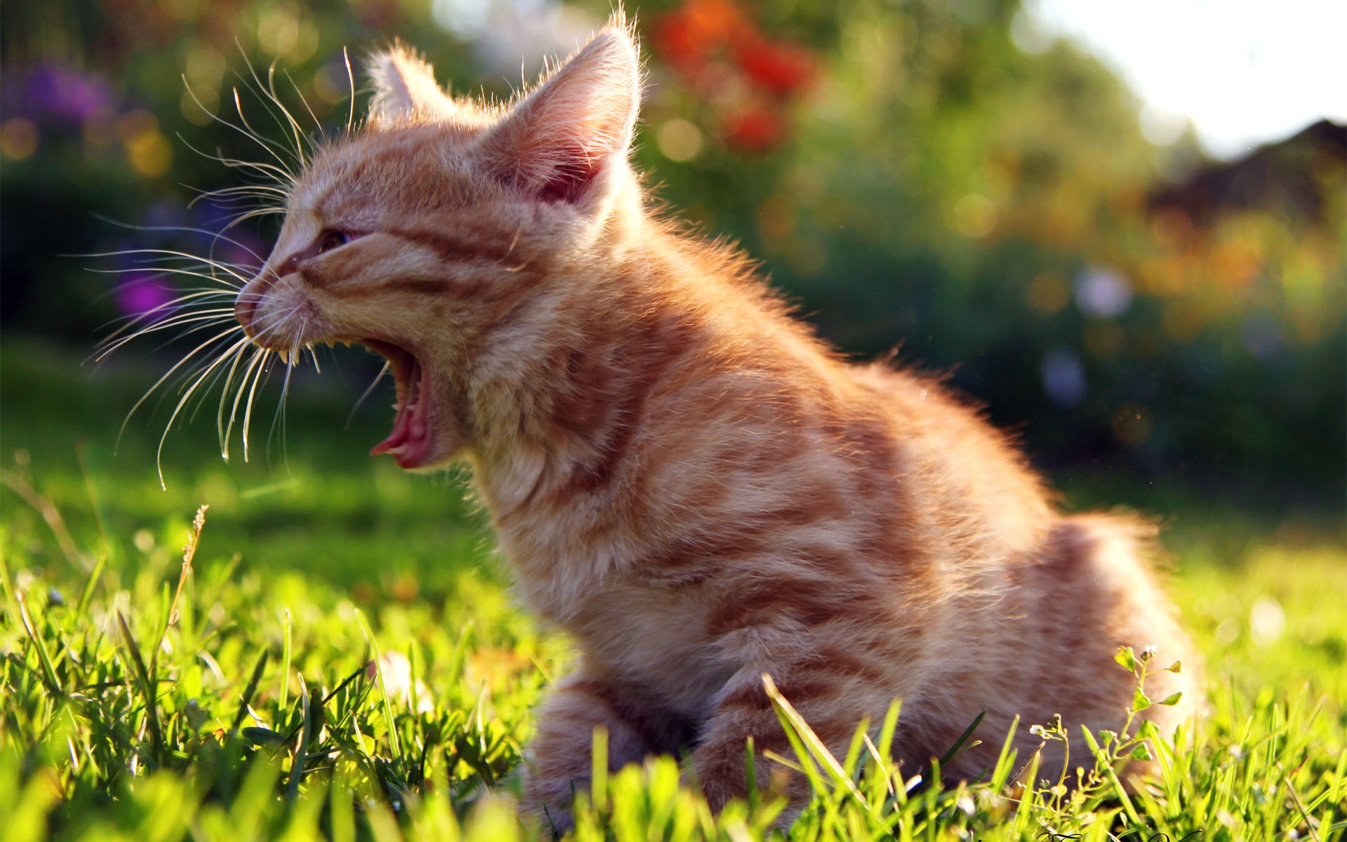 Fun funny cat HD wallpapers #7 - 1920x1200