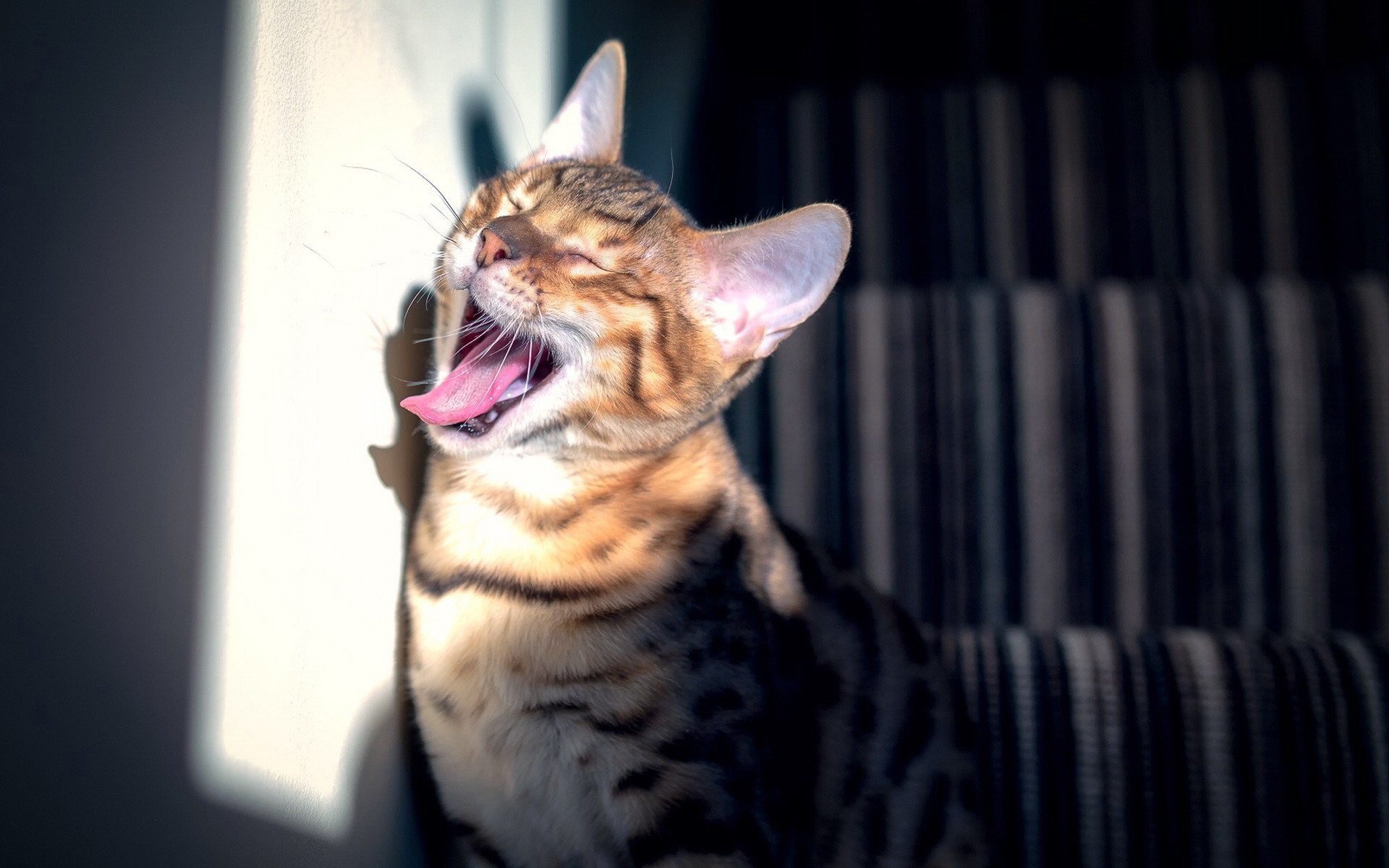 面白い猫のHDの壁紙 #8 - 1920x1200