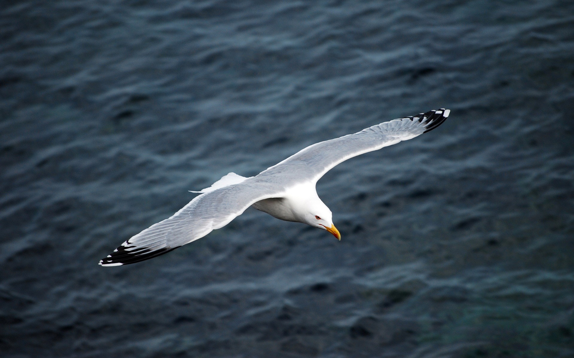 海上的鳥 海鷗高清壁紙 #2 - 1920x1200