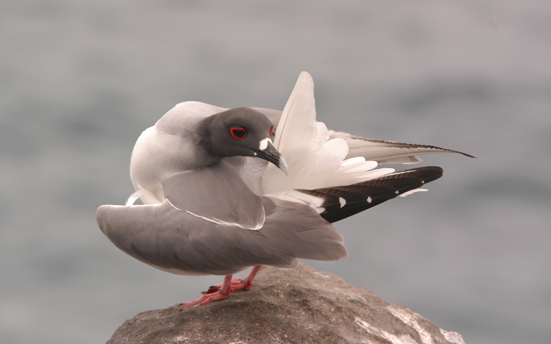 海上的鳥 海鷗高清壁紙 #3 - 1920x1200