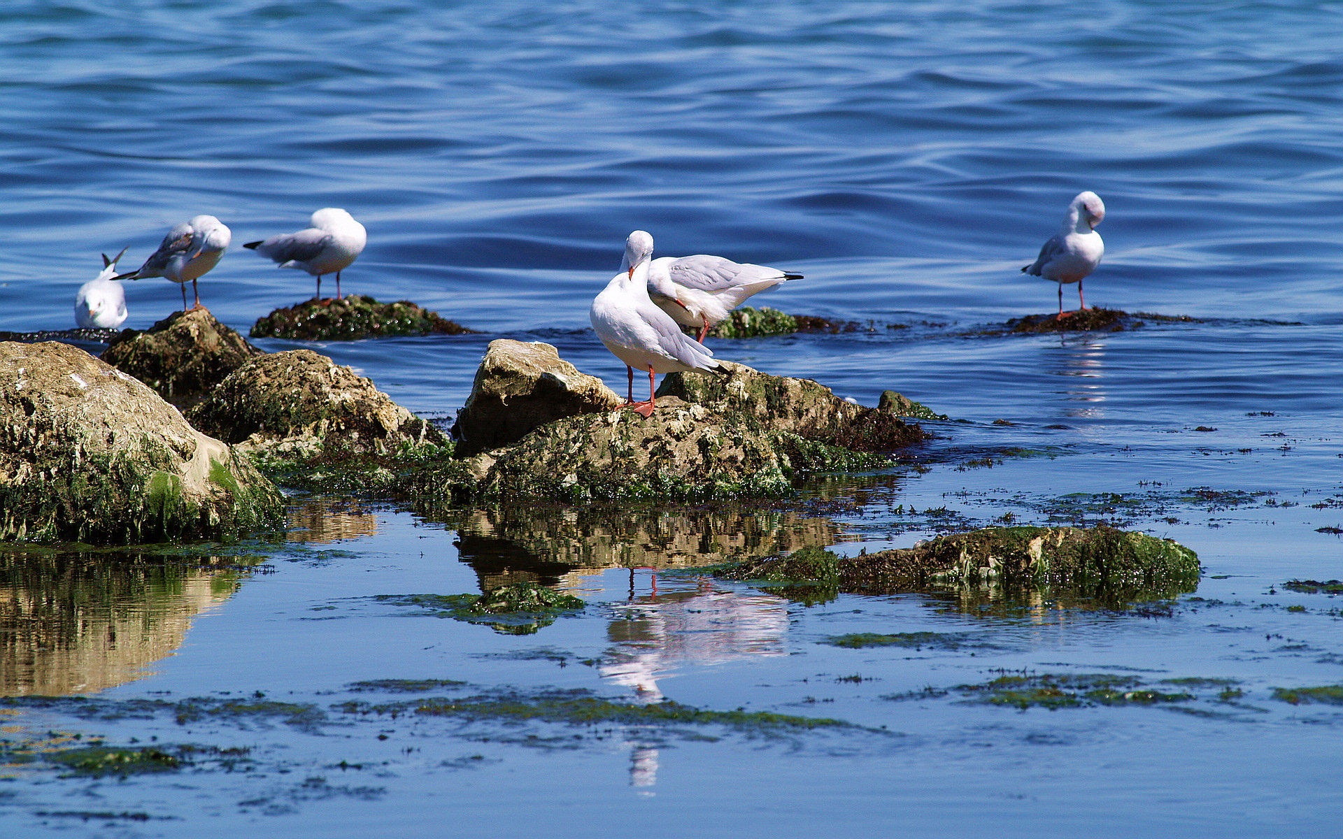 海上的鳥 海鷗高清壁紙 #6 - 1920x1200
