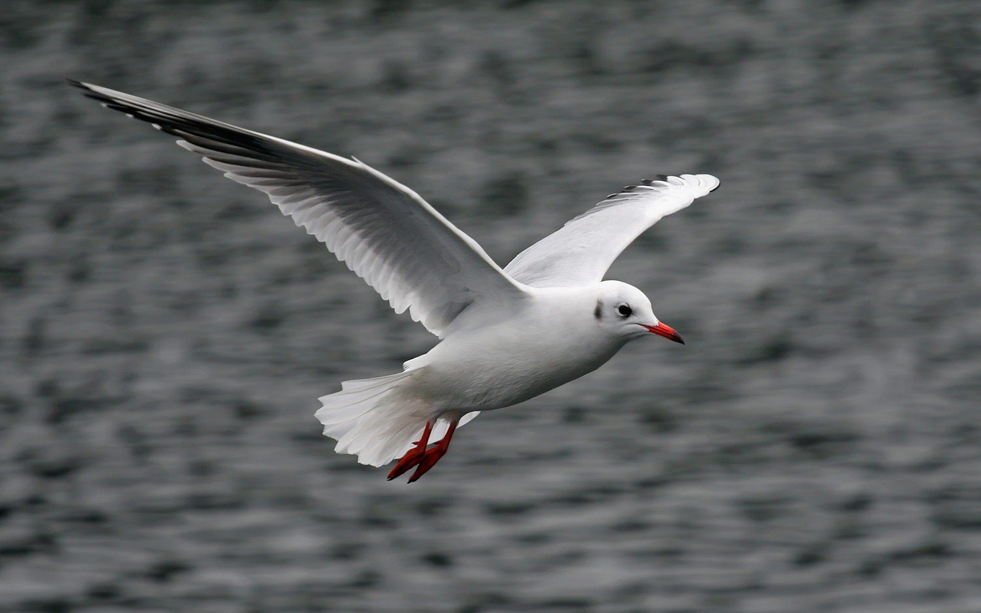 海上的鳥 海鷗高清壁紙 #20 - 1920x1200