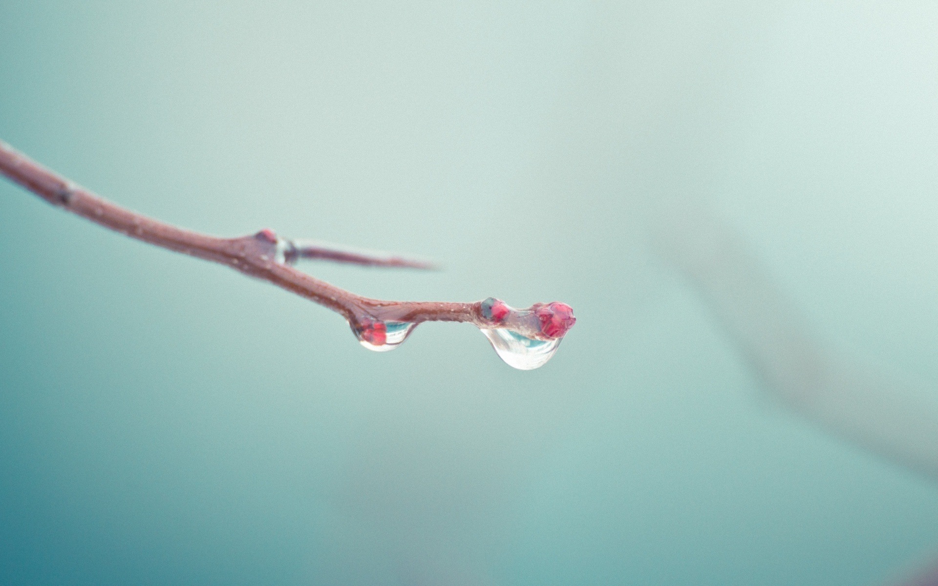 Spring buds on the trees HD wallpapers #16 - 1920x1200