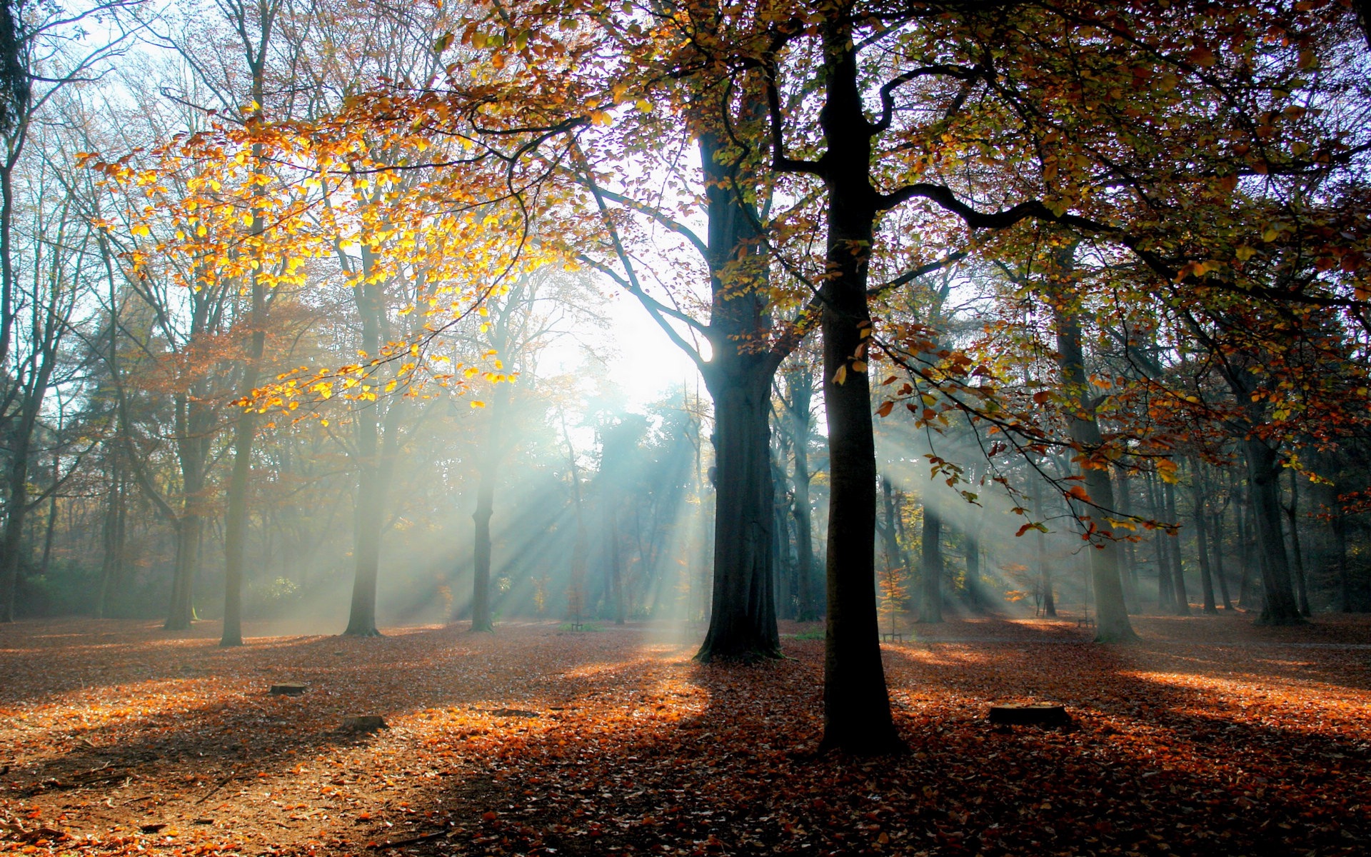 Podzimní červené listy lesních dřevin HD tapetu #6 - 1920x1200