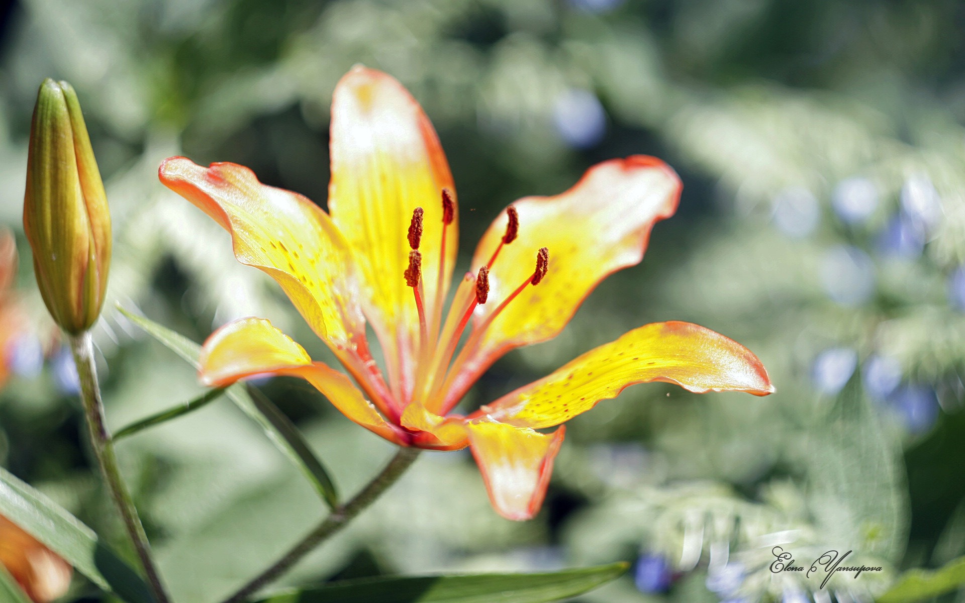 Windows 8 主題高清壁紙：美麗的花兒 #3 - 1920x1200