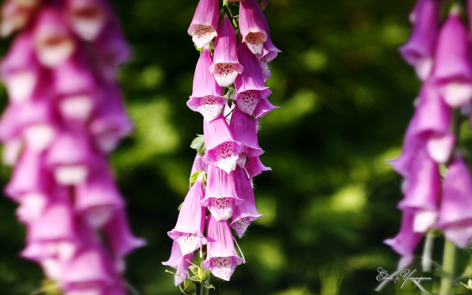 Windows 8 主題高清壁紙：美麗的花兒 #5 - 1920x1200