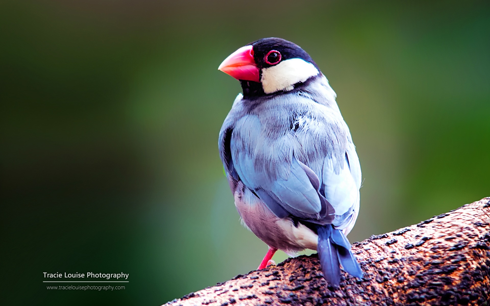 カラフルな鳥、Windowsの8テーマの壁紙 #7 - 1920x1200