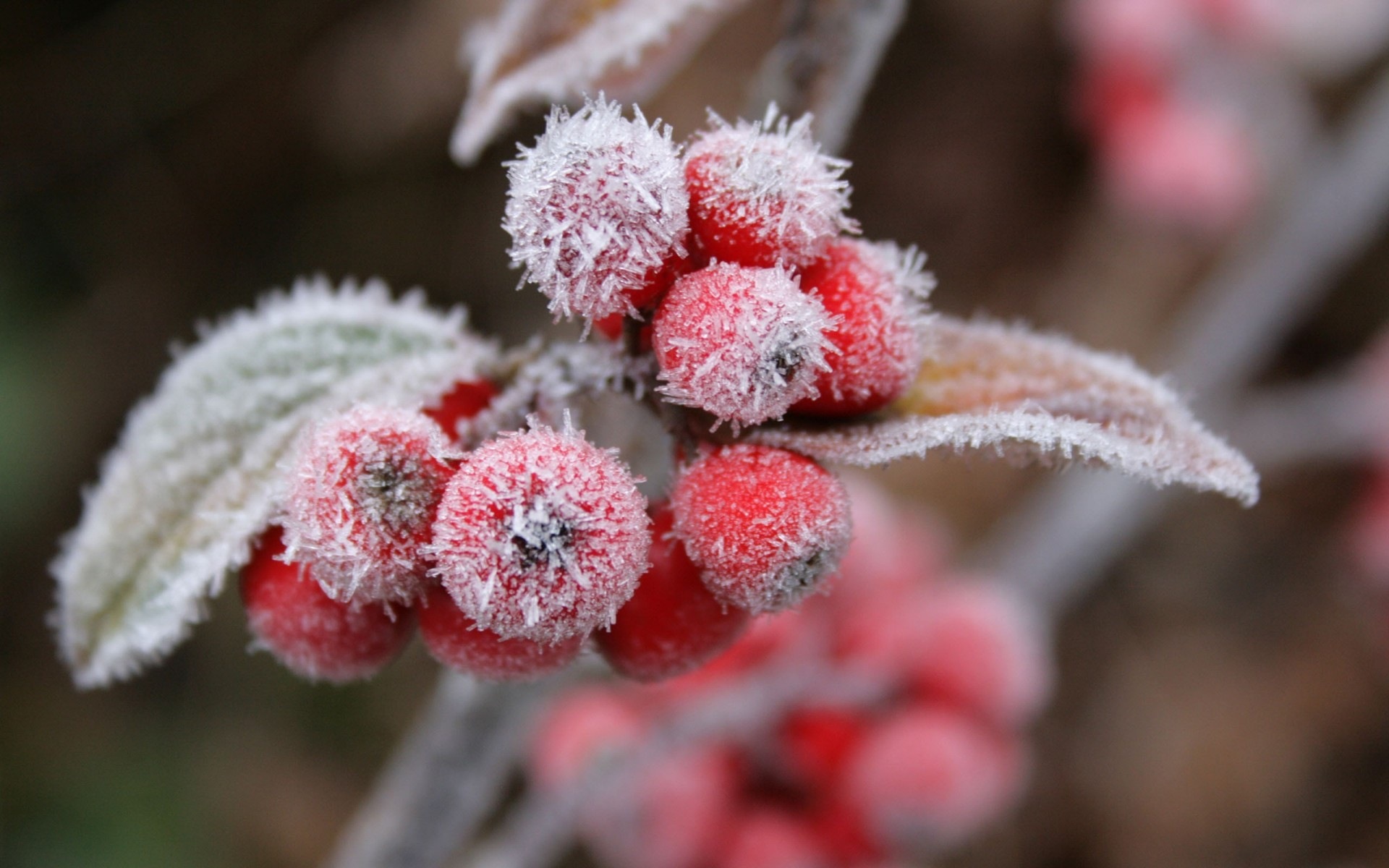 겨울 딸기, 서리 눈의 HD 배경 화면 #2 - 1920x1200