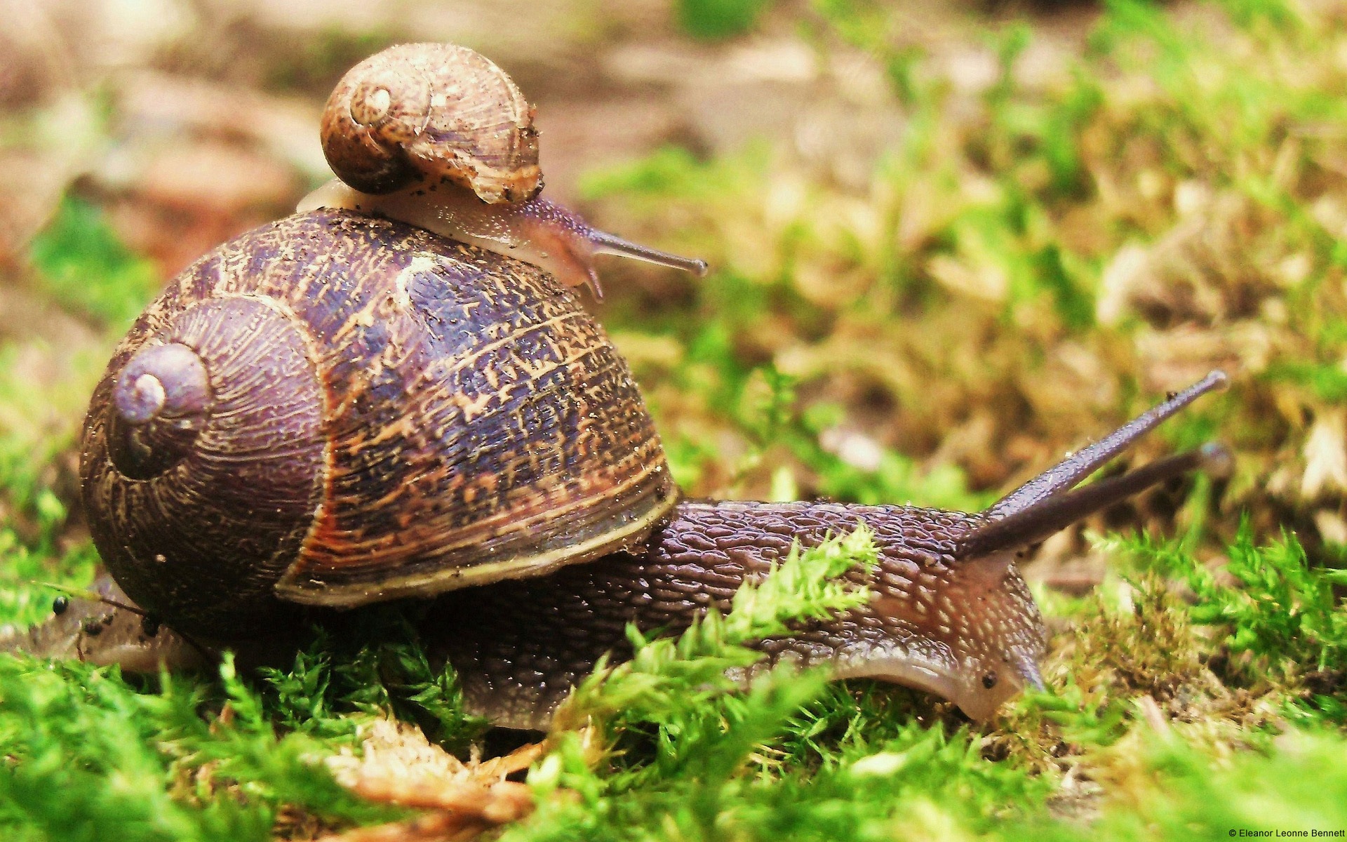 繽紛多樣的動物，Windows 8 主題壁紙 #3 - 1920x1200