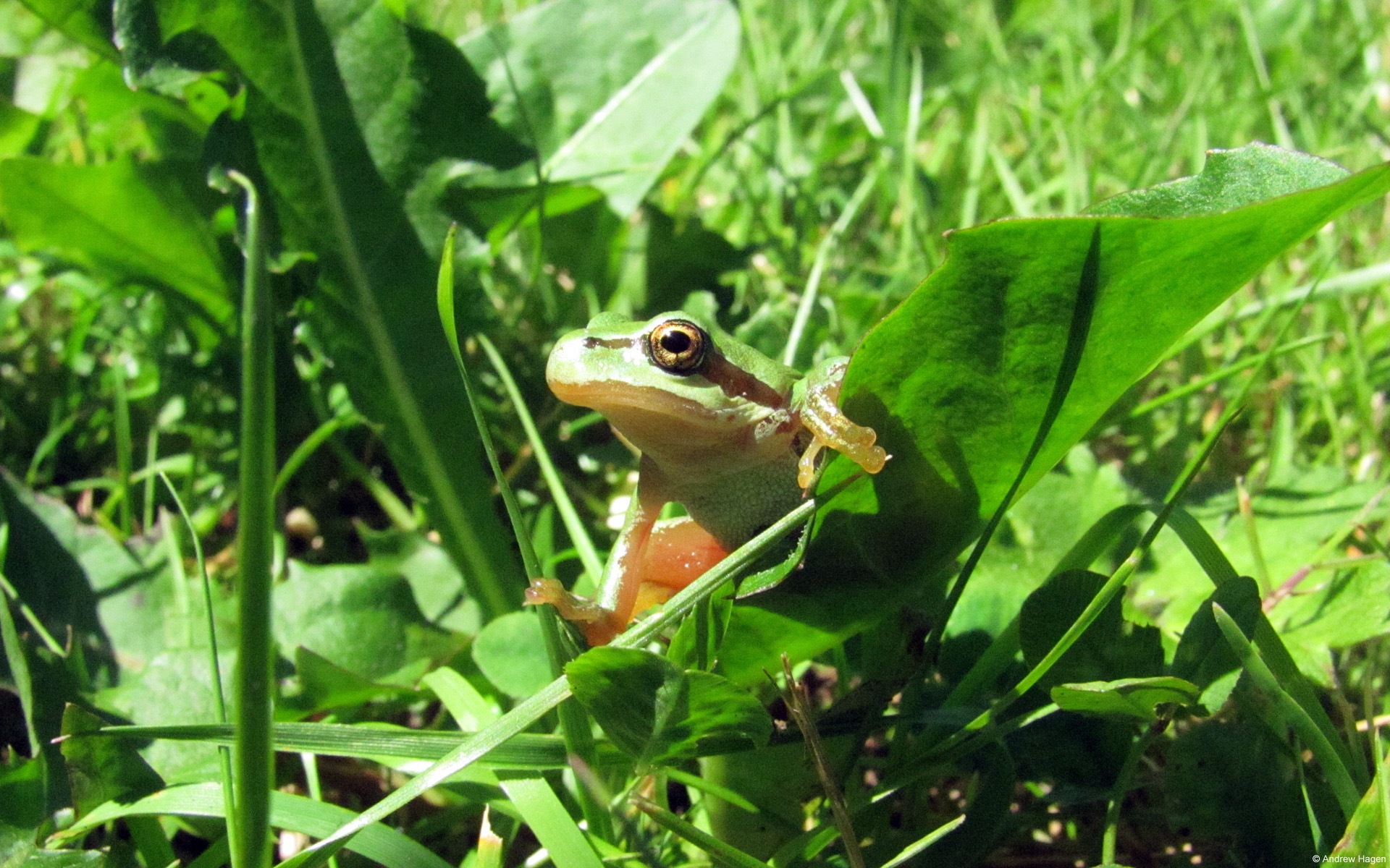 繽紛多樣的動物，Windows 8 主題壁紙 #4 - 1920x1200