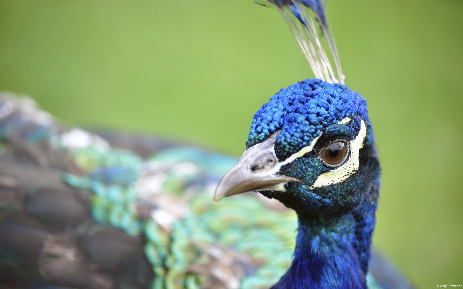 繽紛多樣的動物，Windows 8 主題壁紙 #19 - 1920x1200