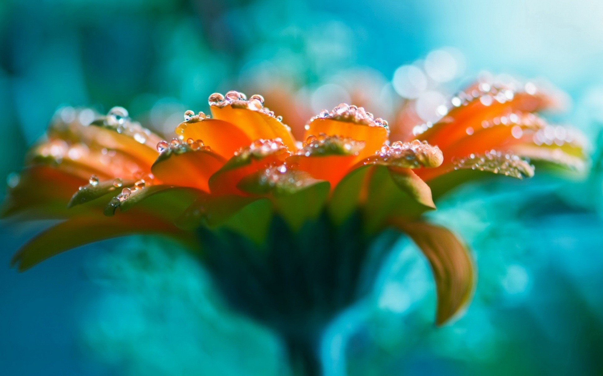 新鮮な花や草のHDの壁紙 #1 - 1920x1200