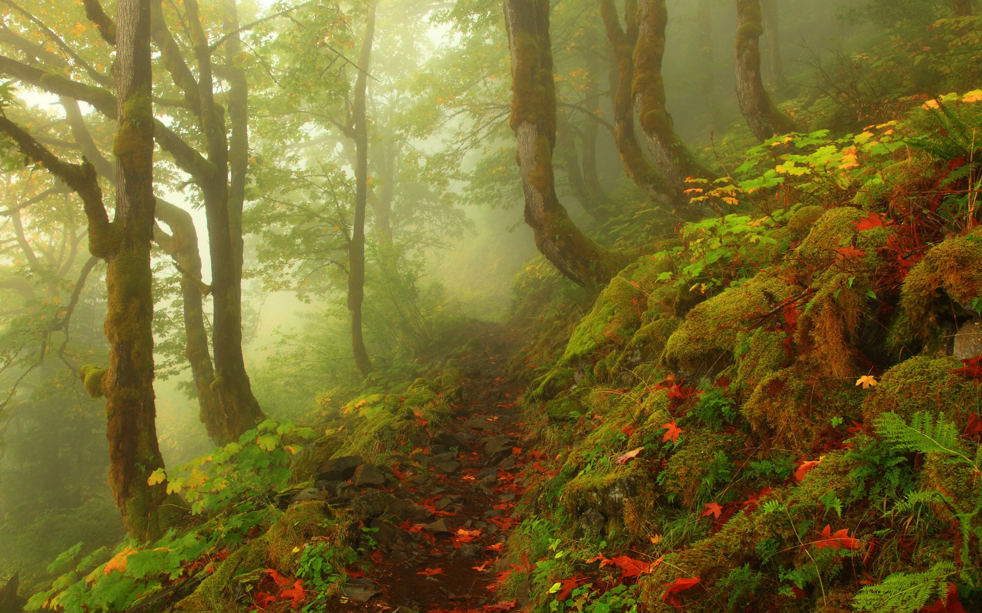 雾的秋天，红叶树木，高清壁纸4 - 1920x1200