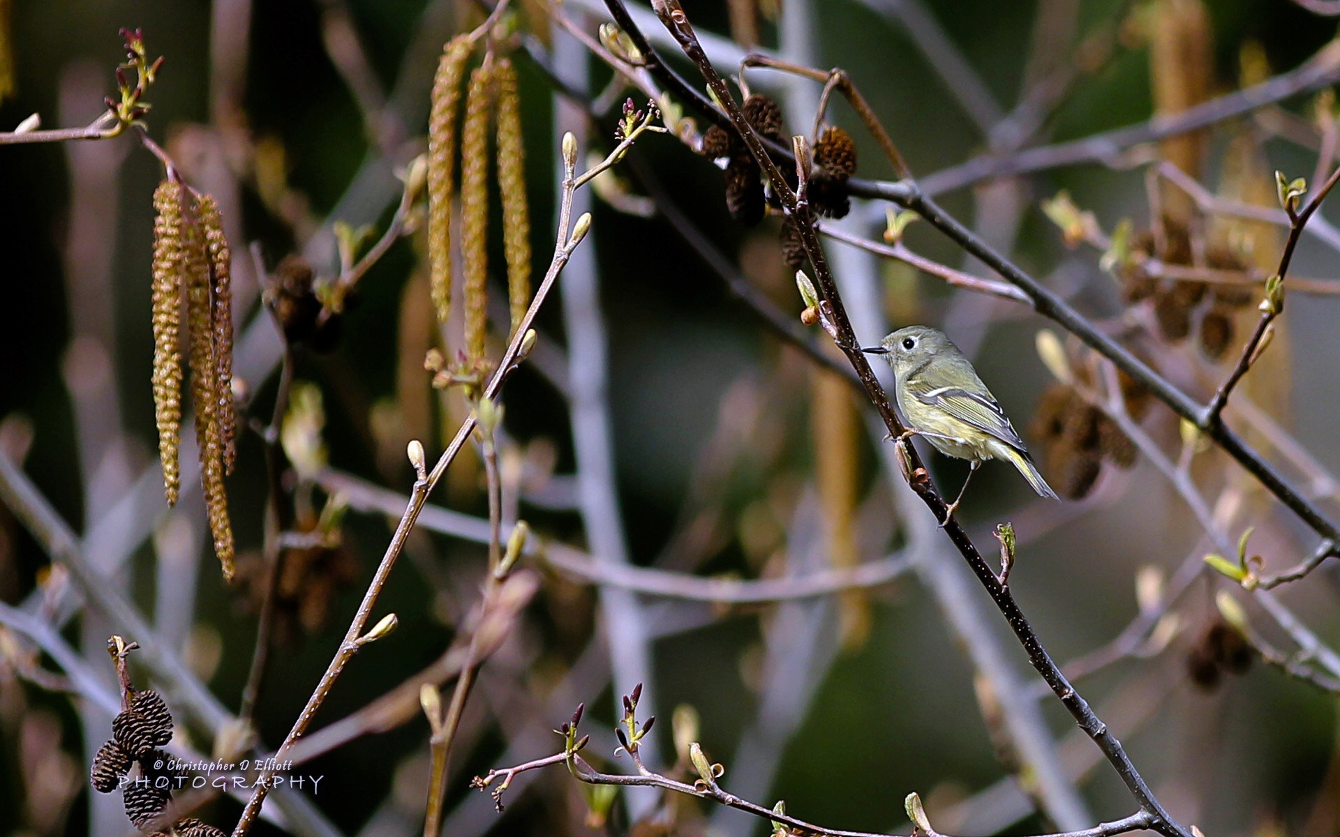 Fondos de pantalla de animales que vuelan, las aves de alta definición #5 - 1920x1200