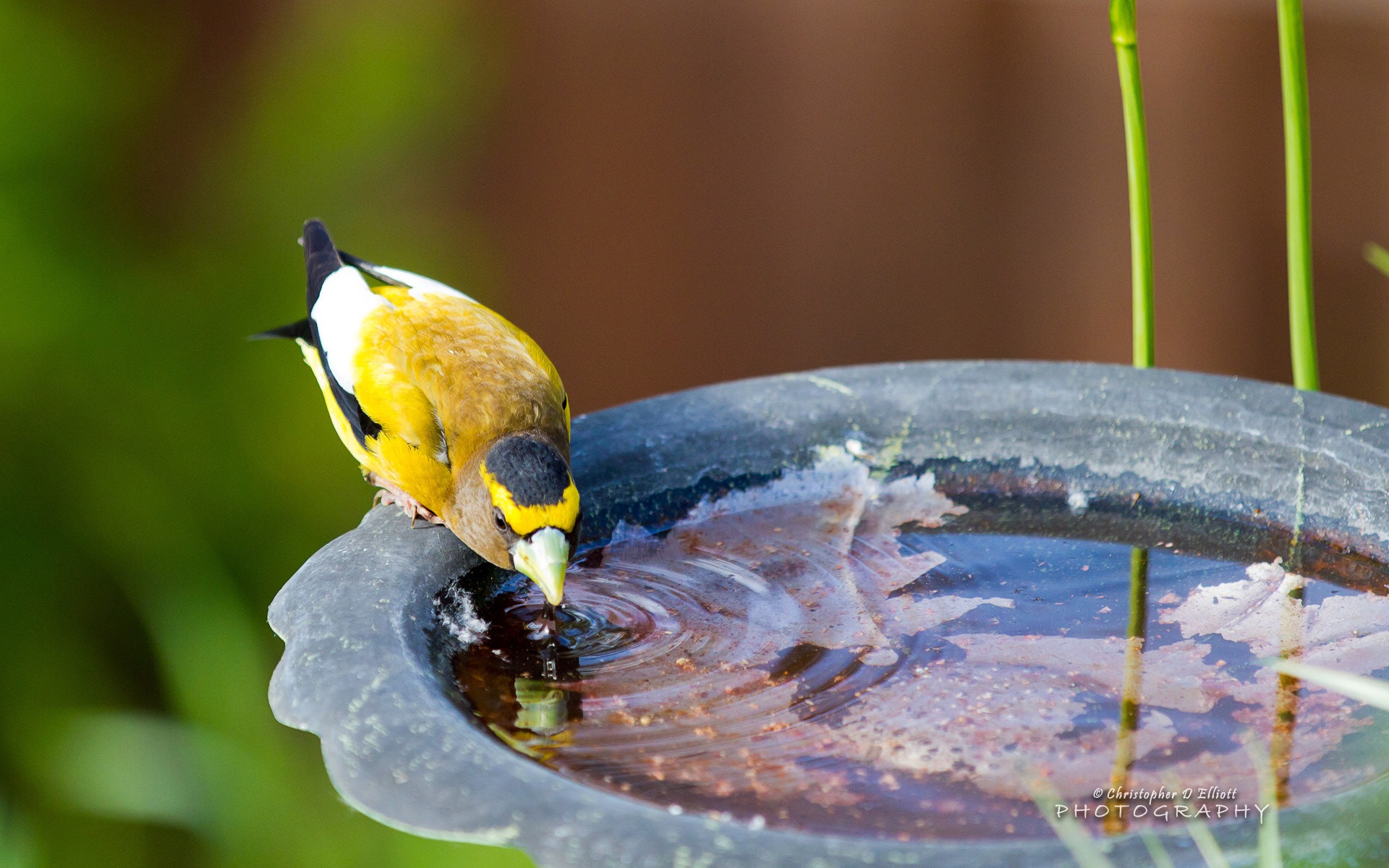 會飛的動物，鳥兒 高清壁紙 #6 - 1920x1200