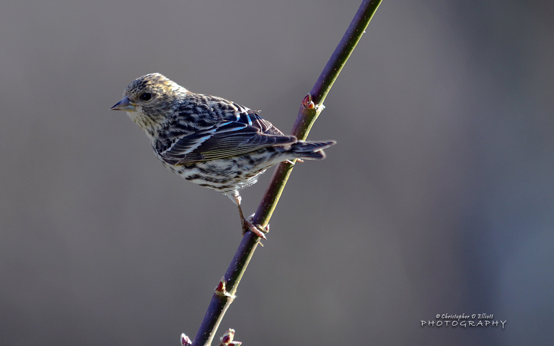 會飛的動物，鳥兒 高清壁紙 #7 - 1920x1200