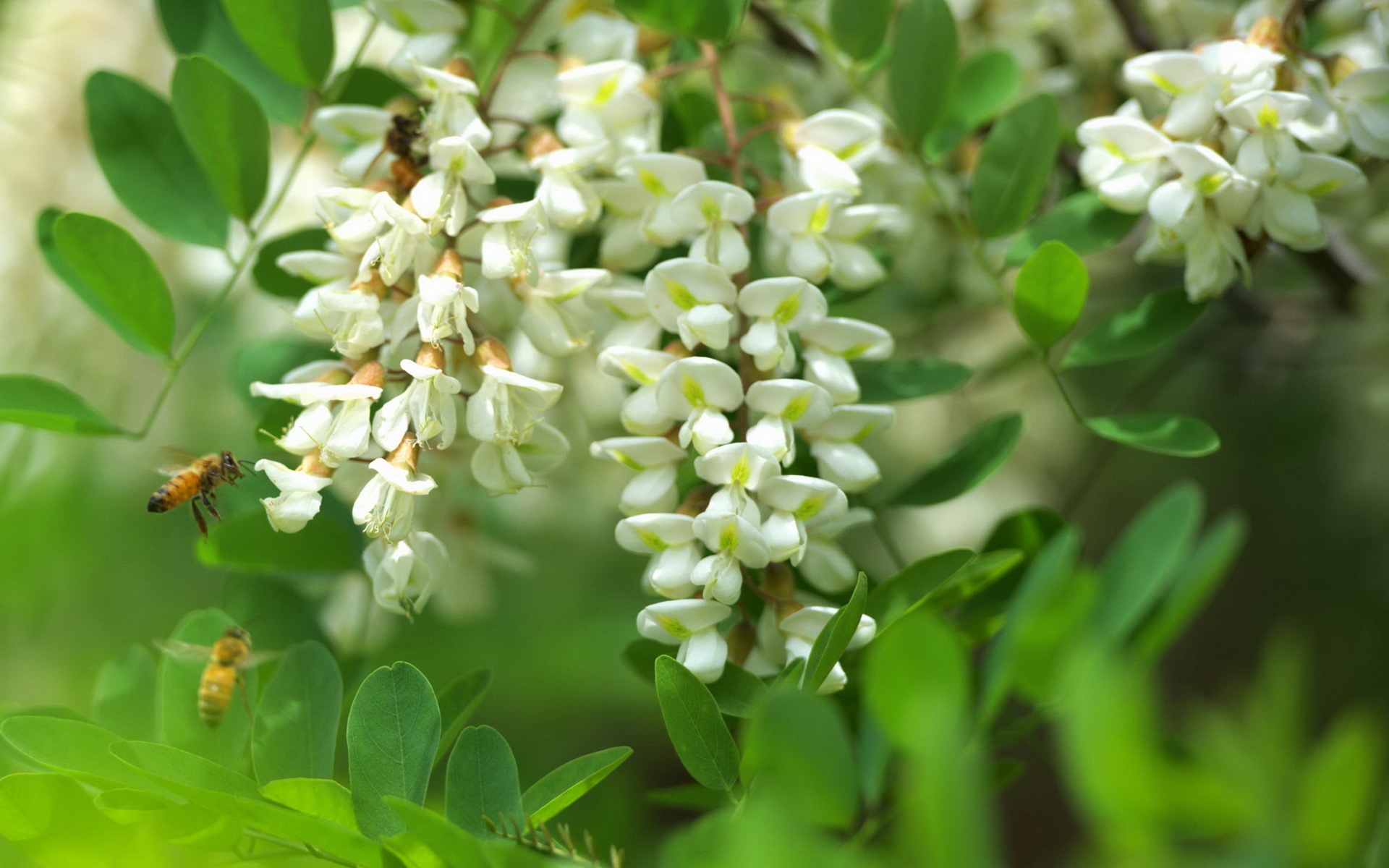 White pink locust tree flowers HD wallpapers #7 - 1920x1200