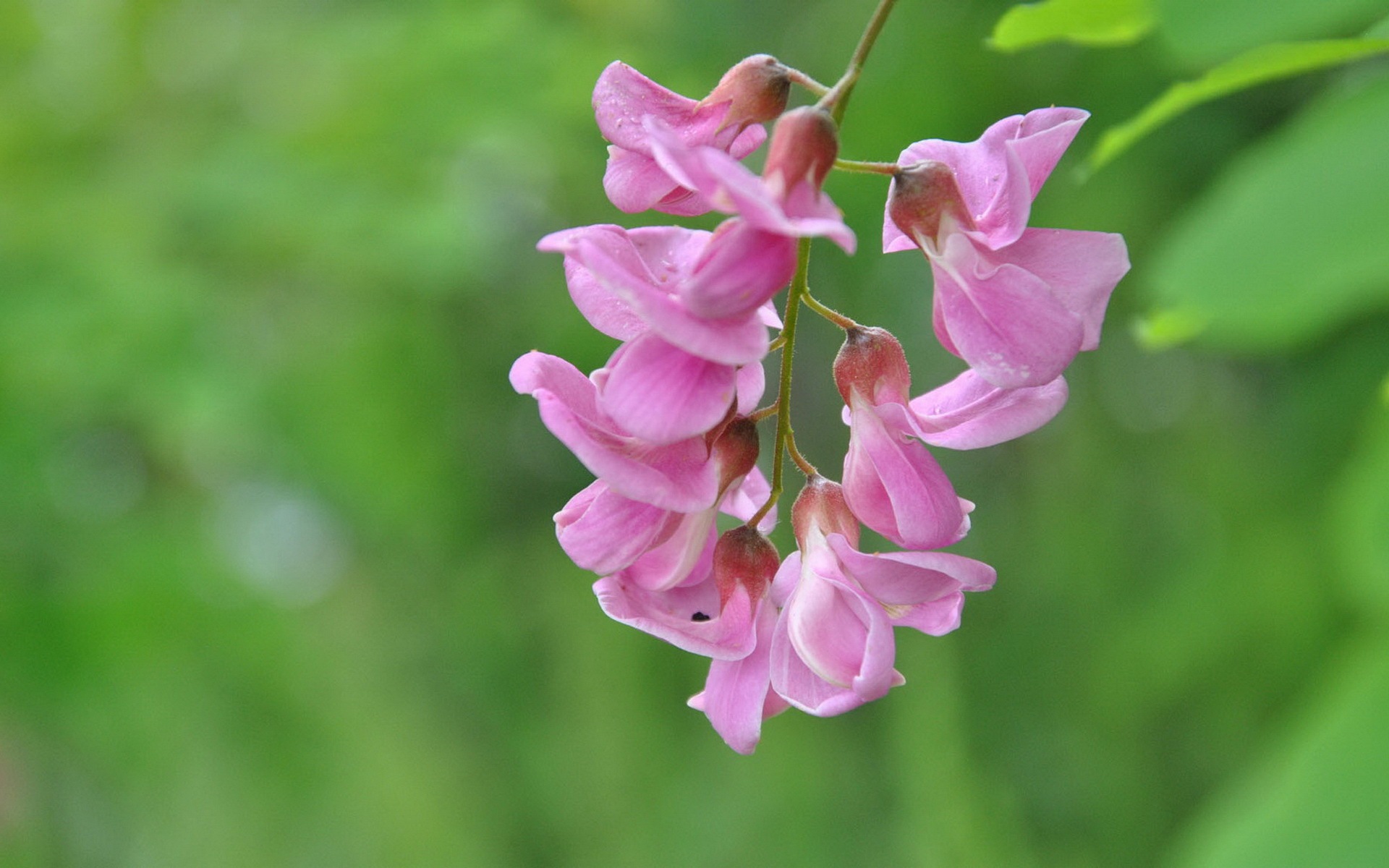 White pink locust tree flowers HD wallpapers #10 - 1920x1200