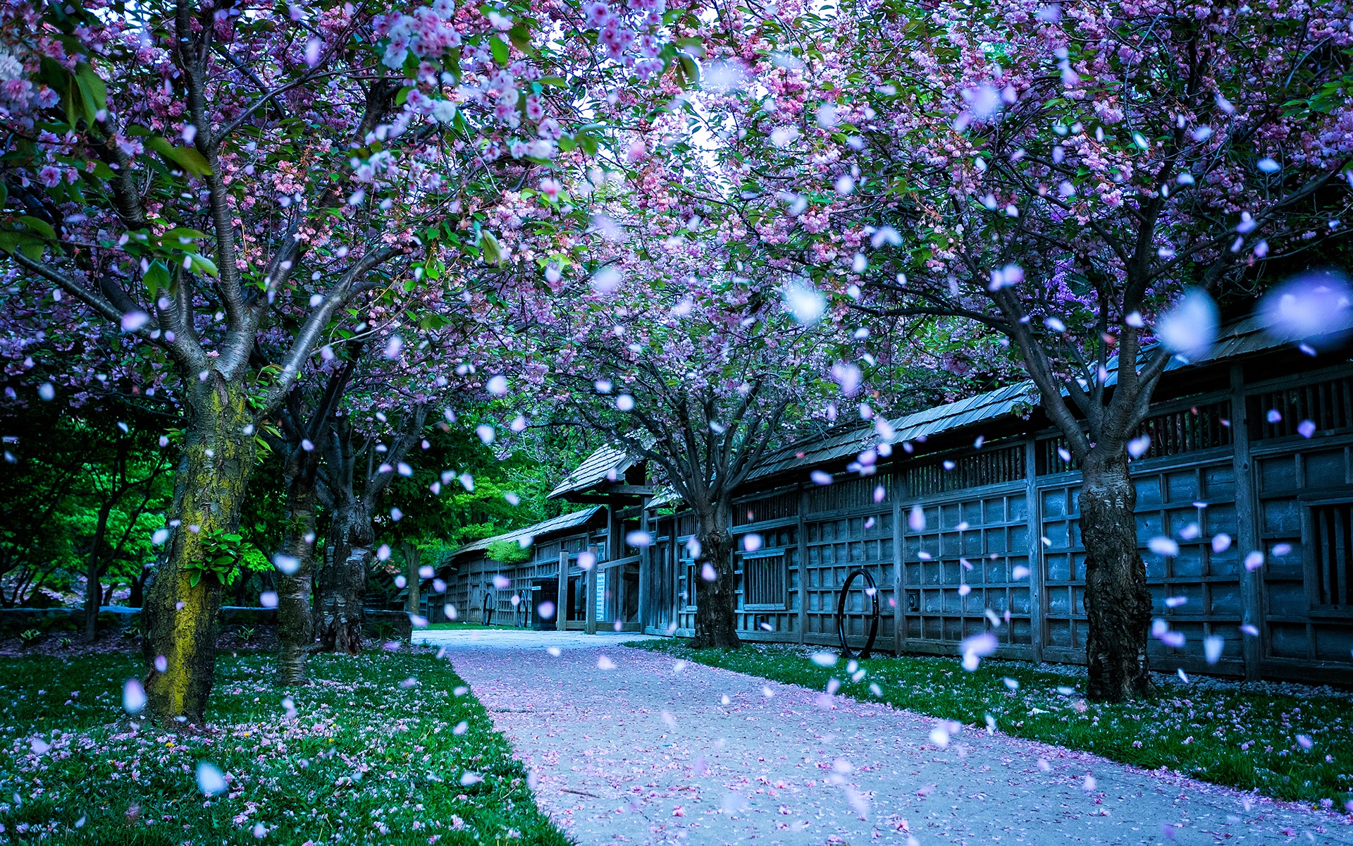 鮮花落在地上，漂亮的高清壁紙 #4 - 1920x1200