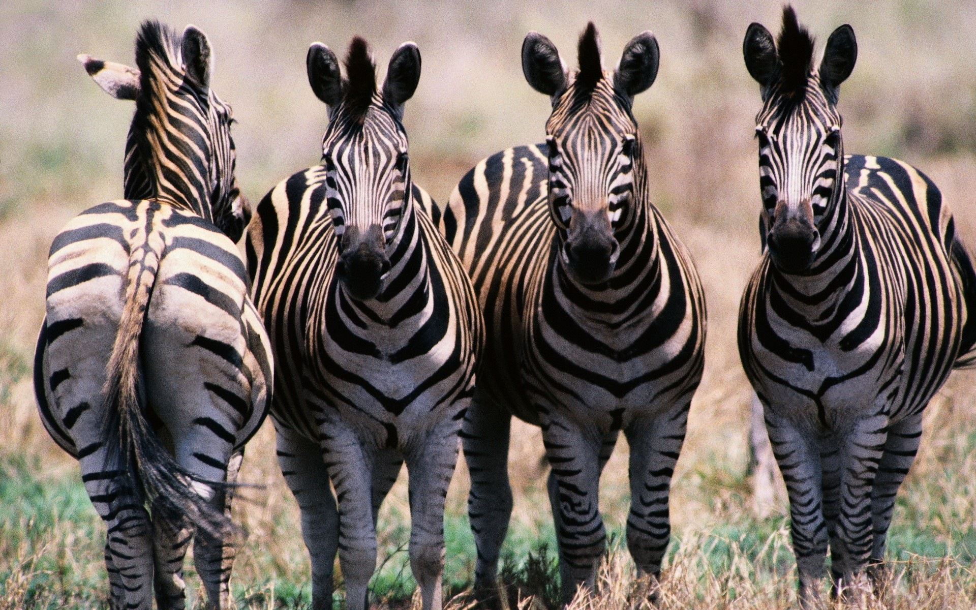 黒と白の縞模様の動物、ゼブラHDの壁紙 #5 - 1920x1200