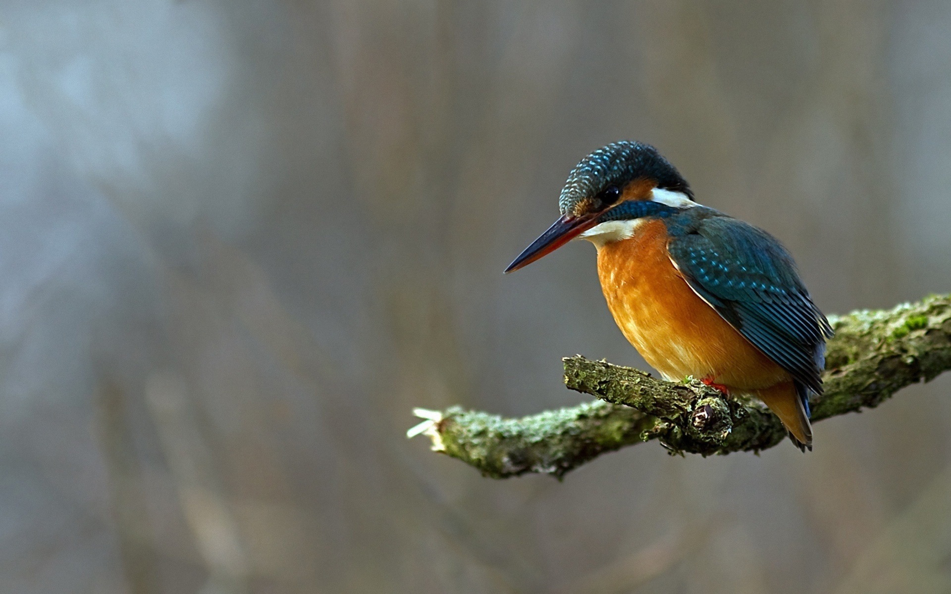 捕魚高手，翠鳥高清壁紙 #4 - 1920x1200