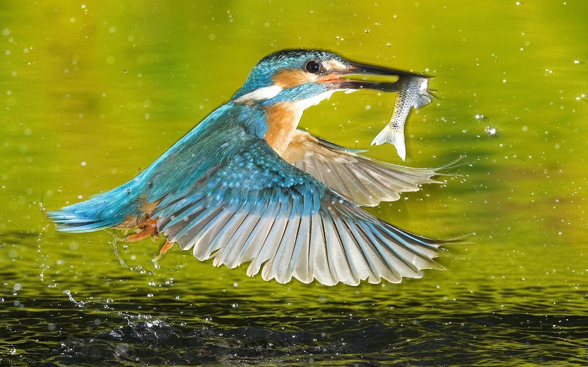 捕魚高手，翠鳥高清壁紙 #12 - 1920x1200