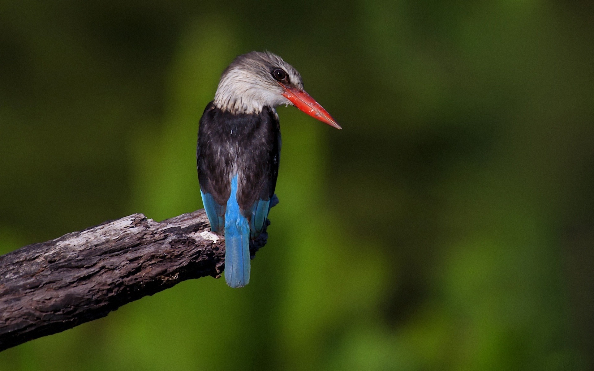 Fishing master, kingfisher HD wallpapers #19 - 1920x1200