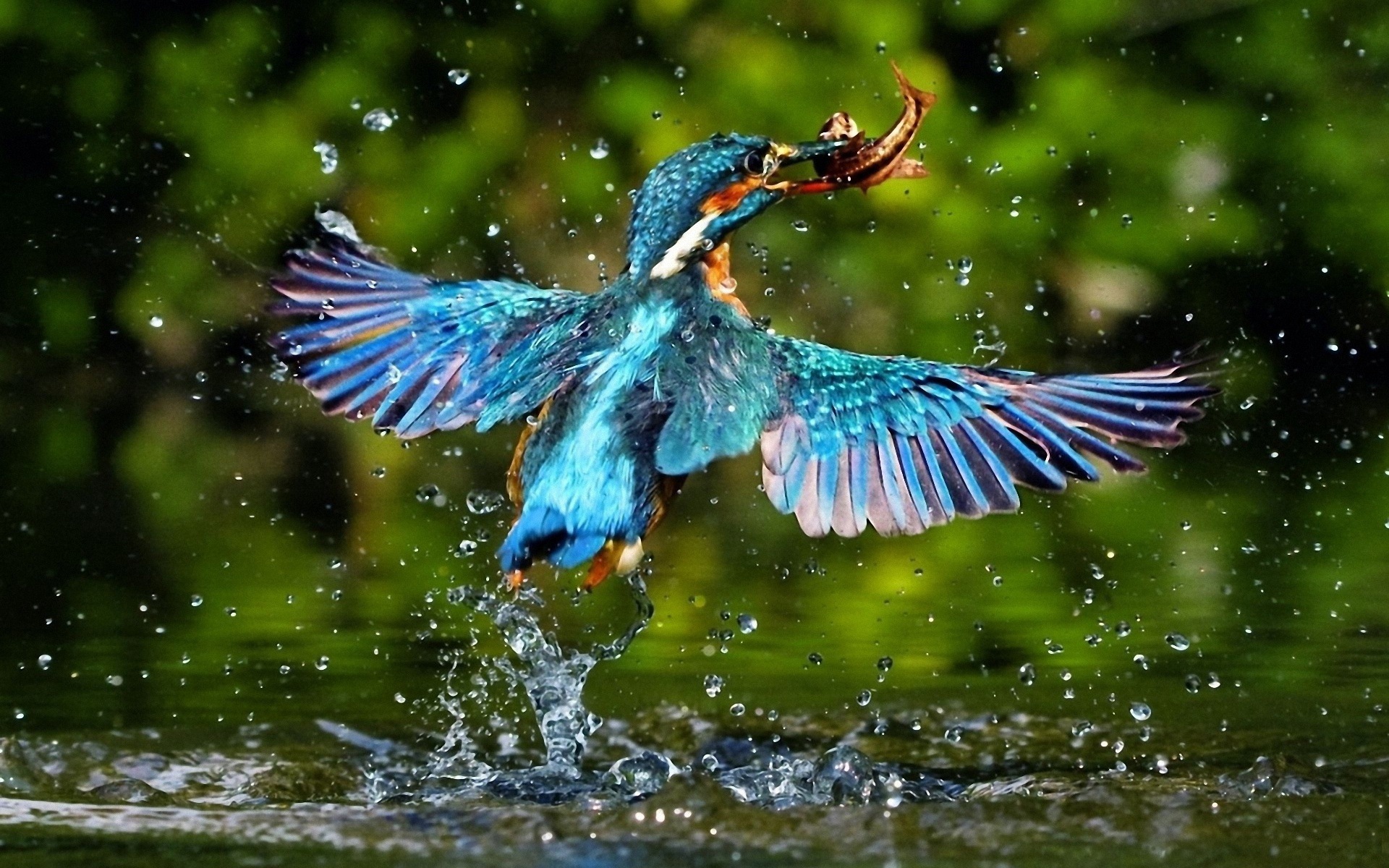 捕魚高手，翠鳥高清壁紙 #20 - 1920x1200