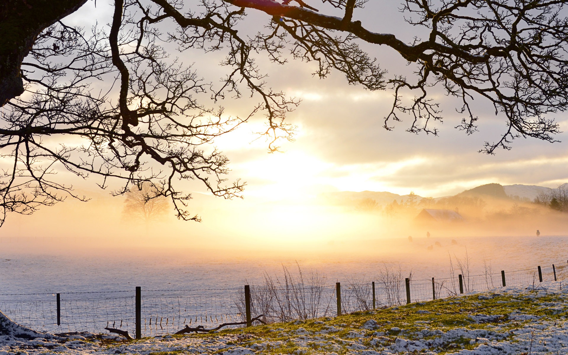 美しい寒い冬の雪、Windows 8のパノラマワイドスクリーンの壁紙 #11 - 1920x1200