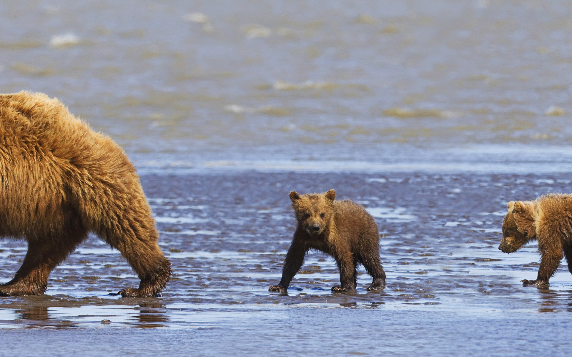 動物的世界，Windows 8 全景寬屏壁紙 #3 - 1920x1200