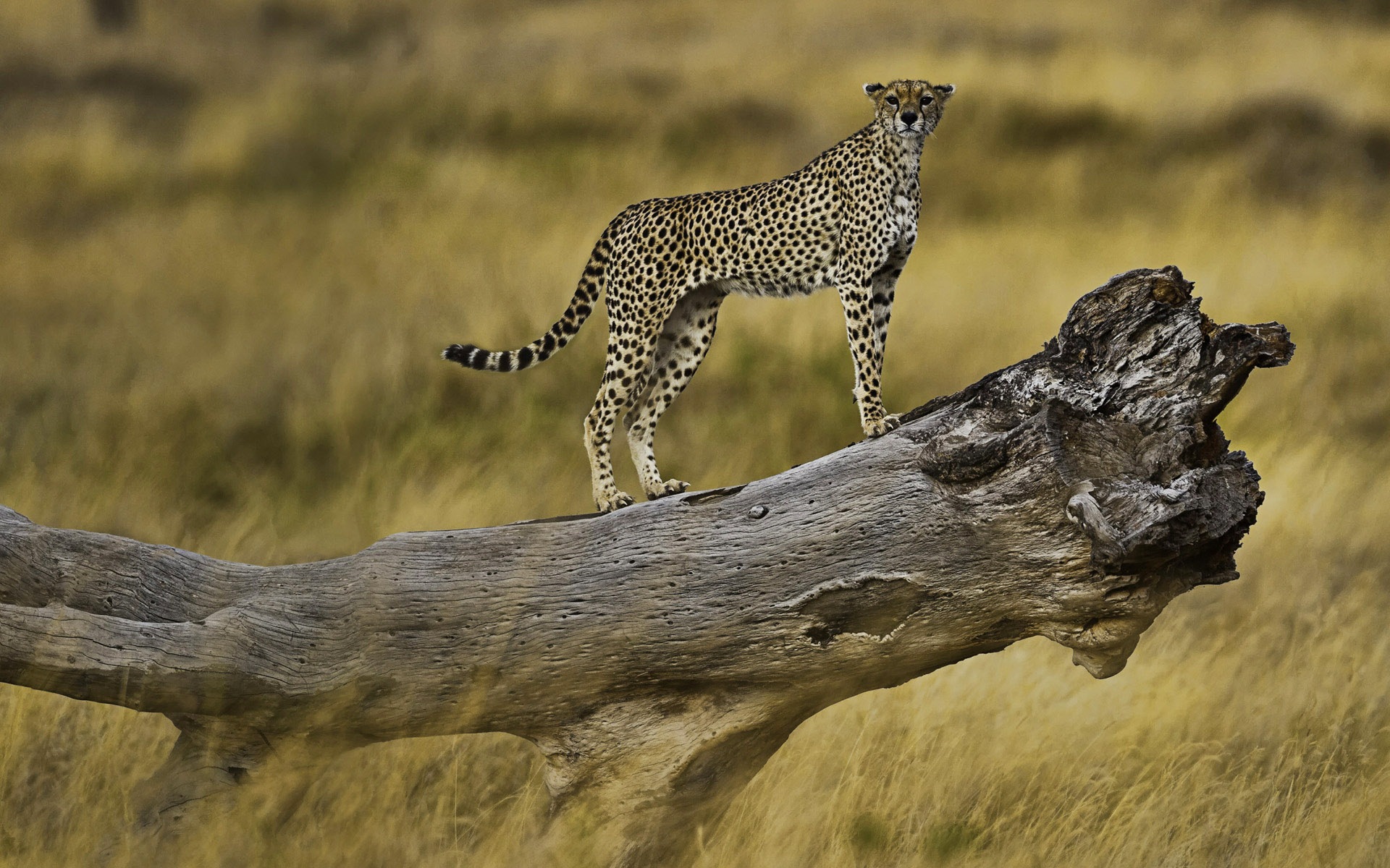 動物的世界，Windows 8 全景寬屏壁紙 #8 - 1920x1200