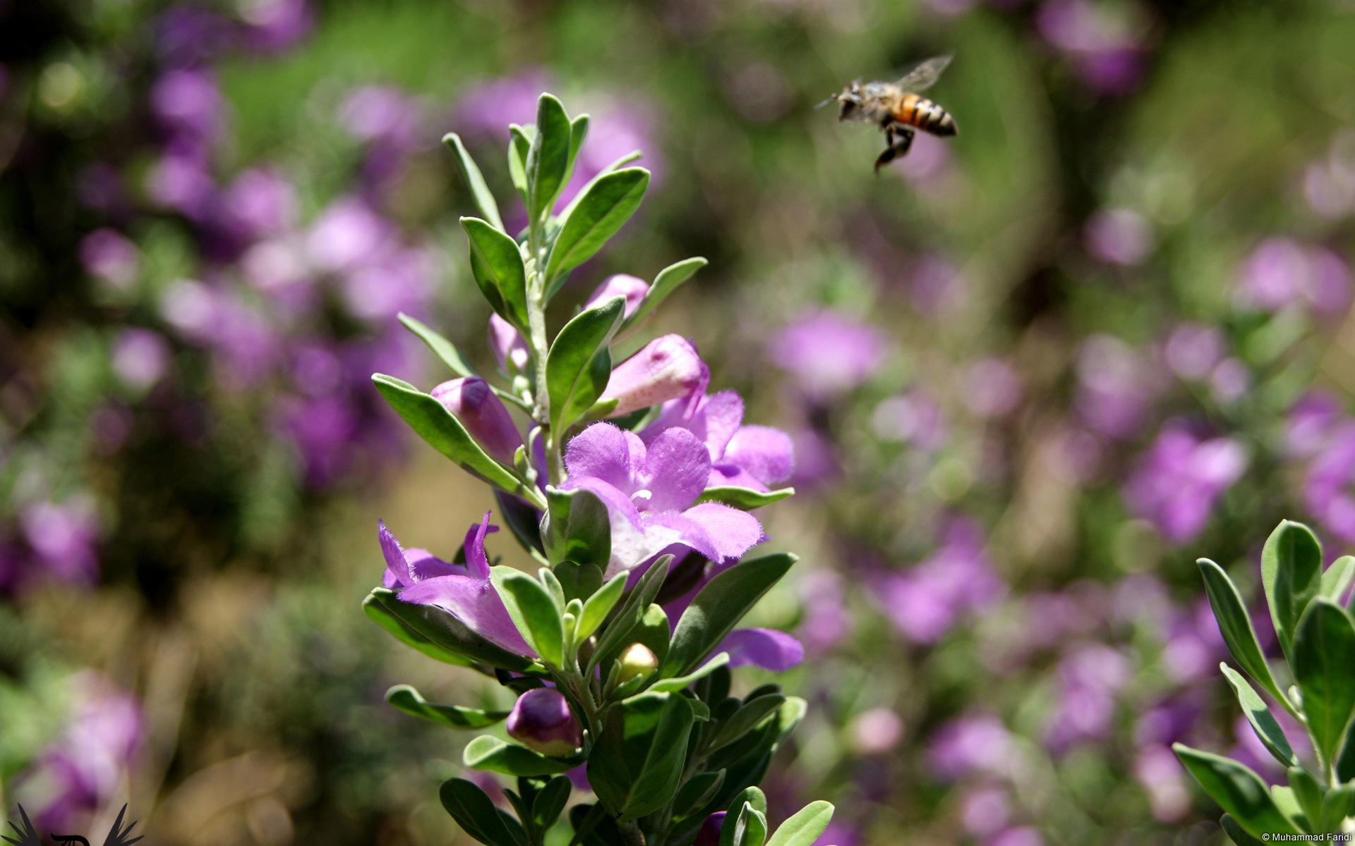 Colorful flowers close-up, Windows 8 HD wallpapers #1 - 1920x1200