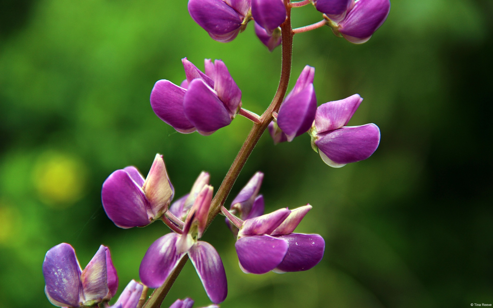 五顏六色的鮮花特寫，Windows 8 高清壁紙 #4 - 1920x1200