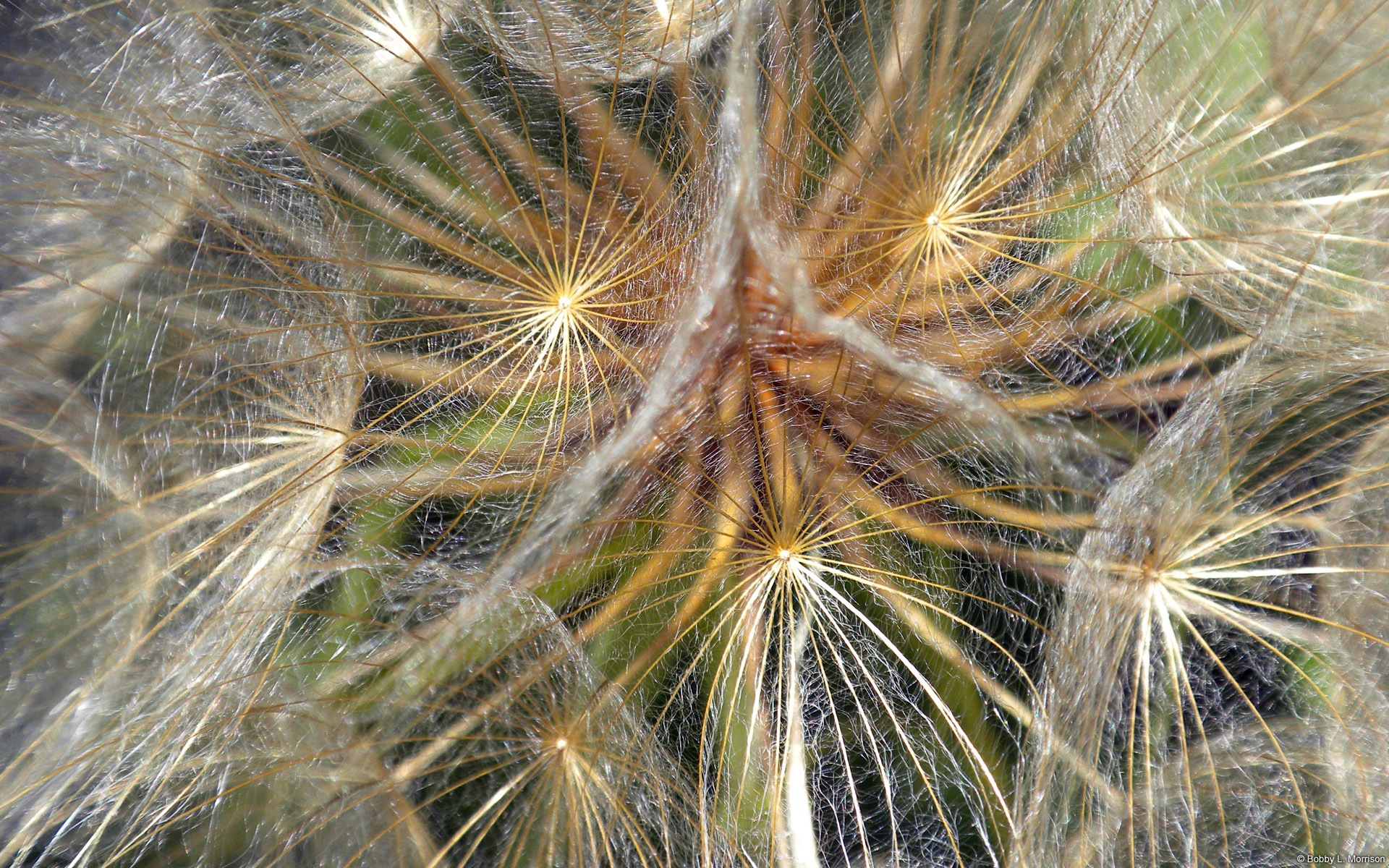 Fleurs colorées close-up, de Windows 8 fonds d'écran HD #7 - 1920x1200