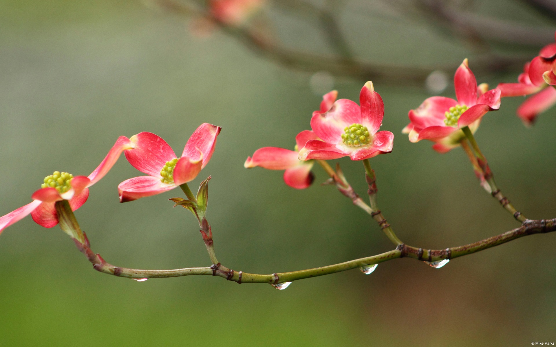 五顏六色的鮮花特寫，Windows 8 高清壁紙 #15 - 1920x1200