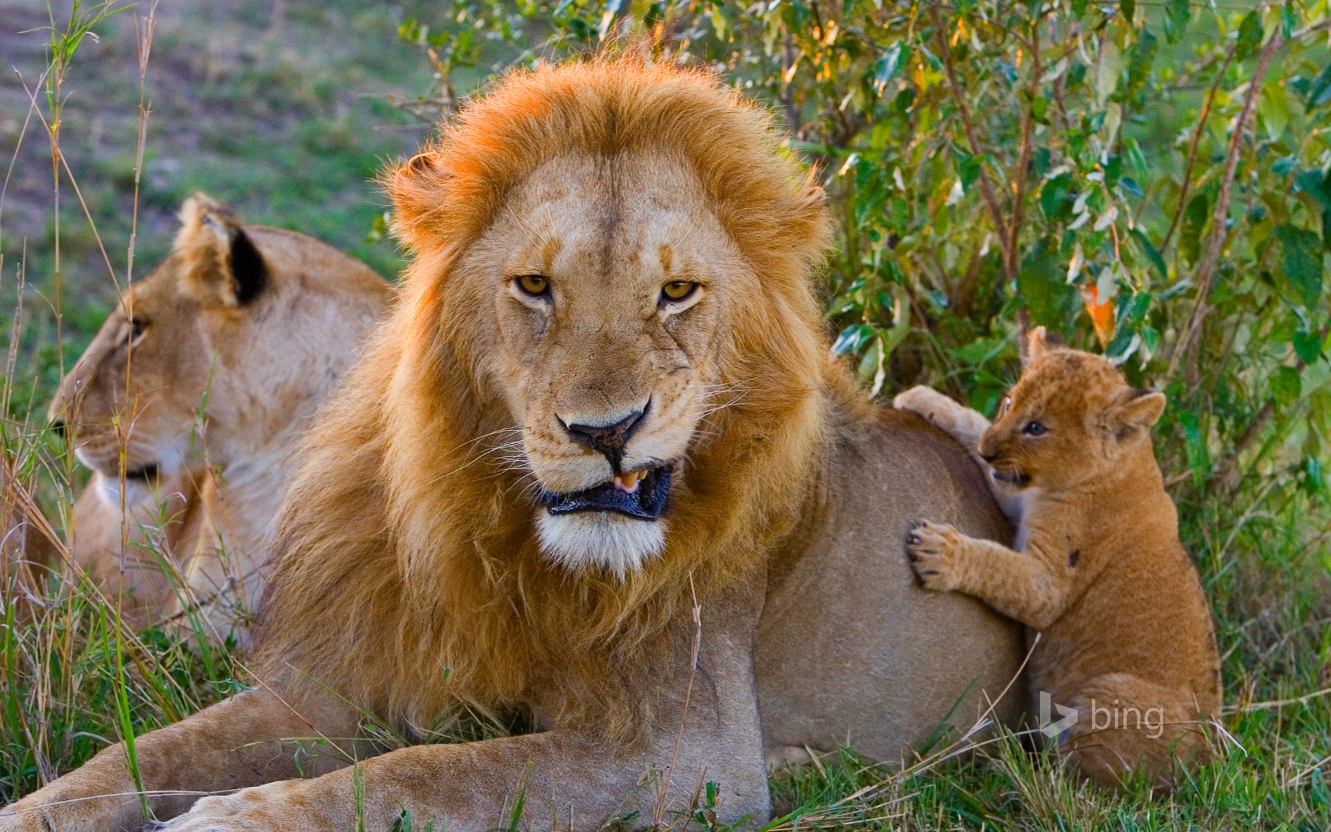 June 2014 Bing official wallpaper selection #10 - 1920x1200