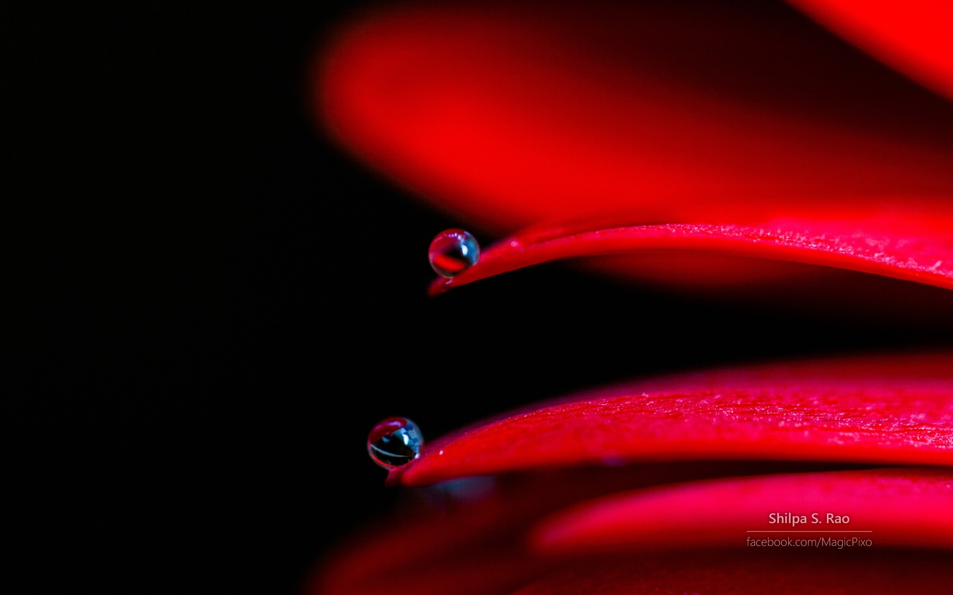 鮮花與露珠特寫，Windows 8 高清壁紙 #7 - 1920x1200
